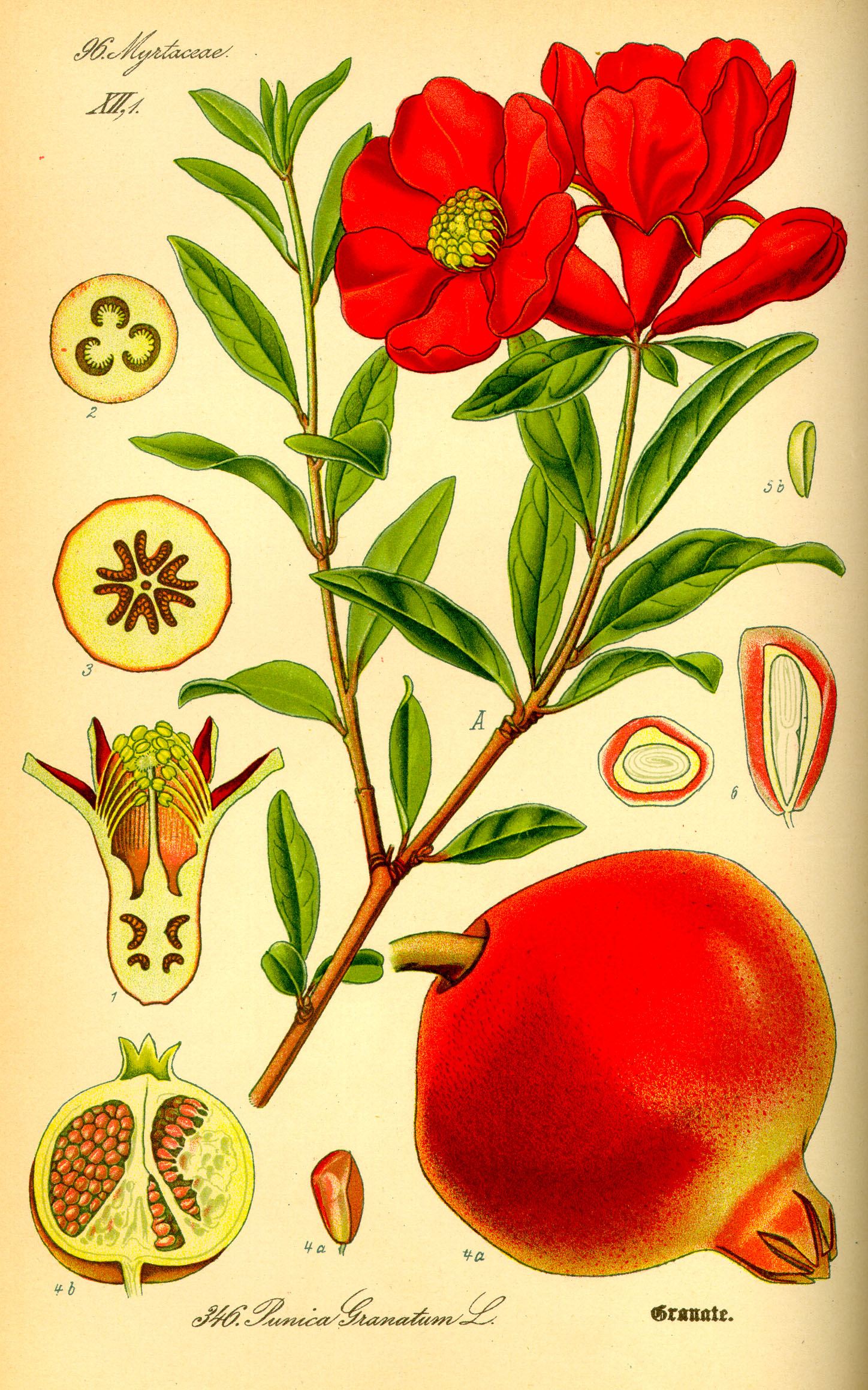 Illustration Punica granatum0