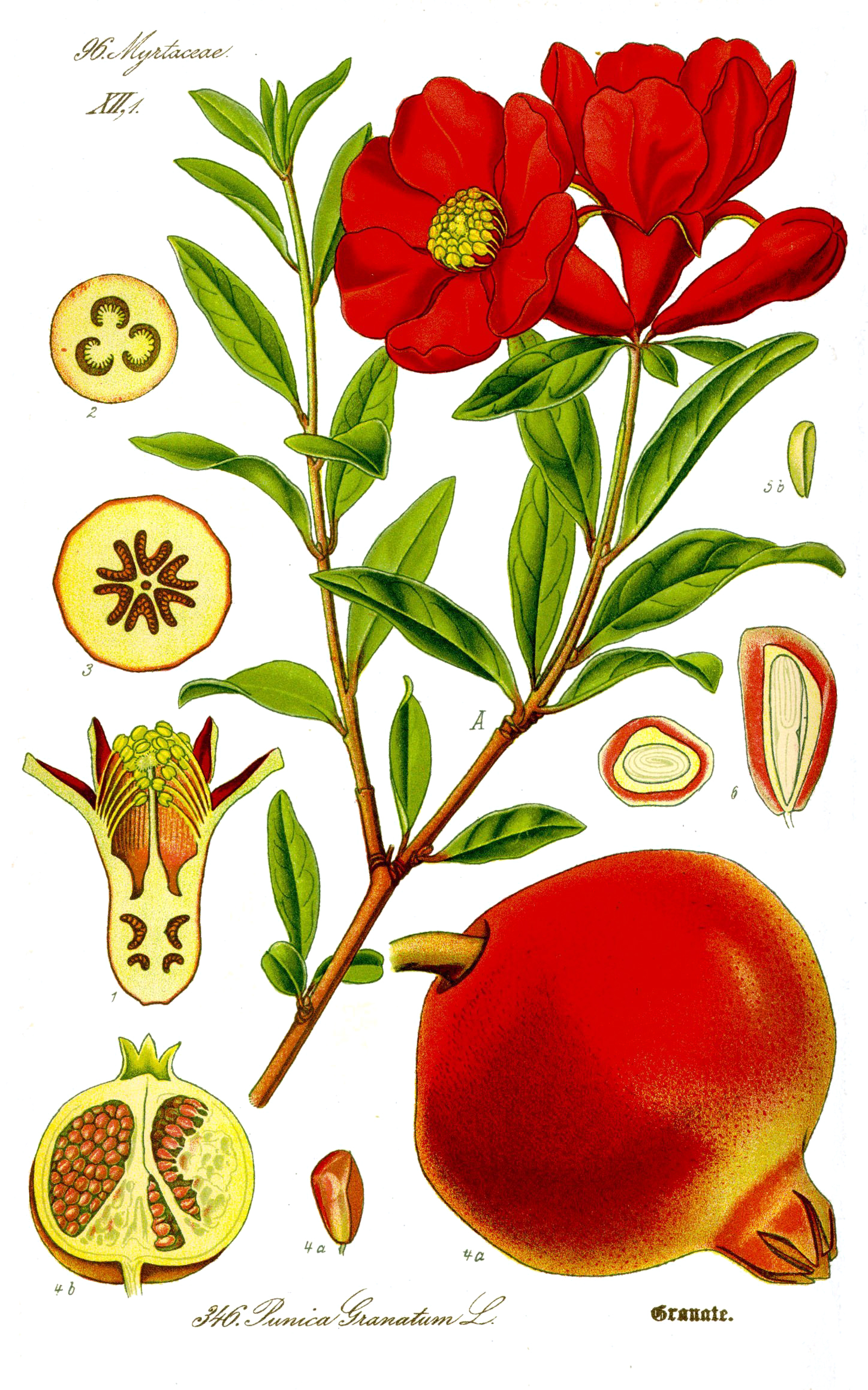 Illustration Punica granatum1