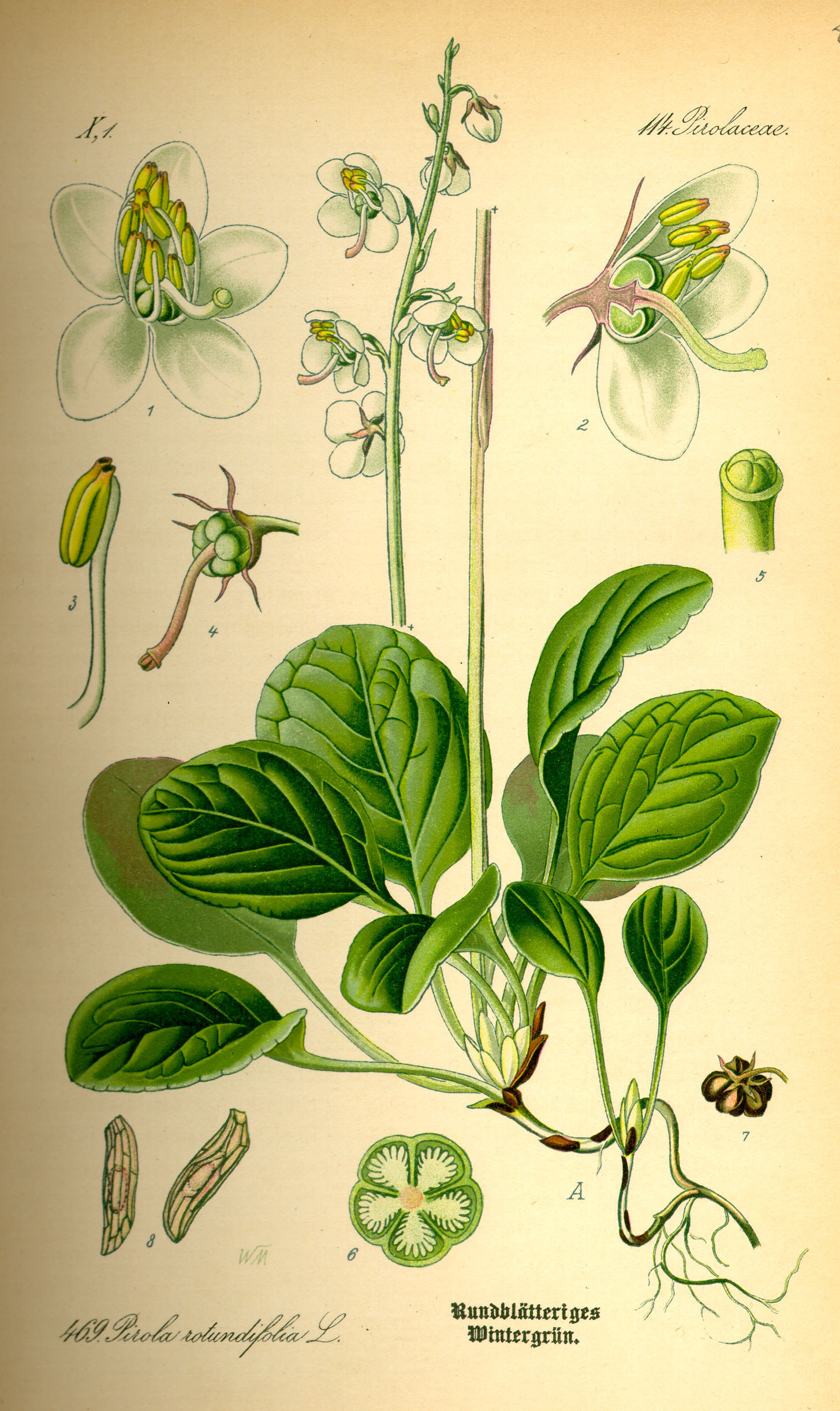 Illustration Pyrola rotundifolia0