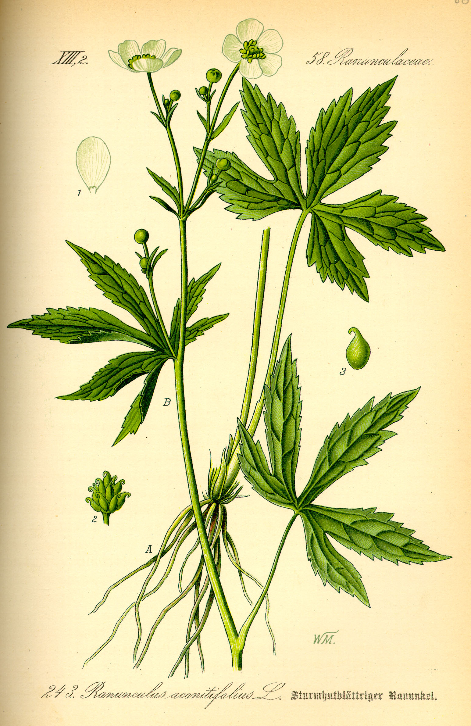 Illustration Ranunculus aconitifolius0
