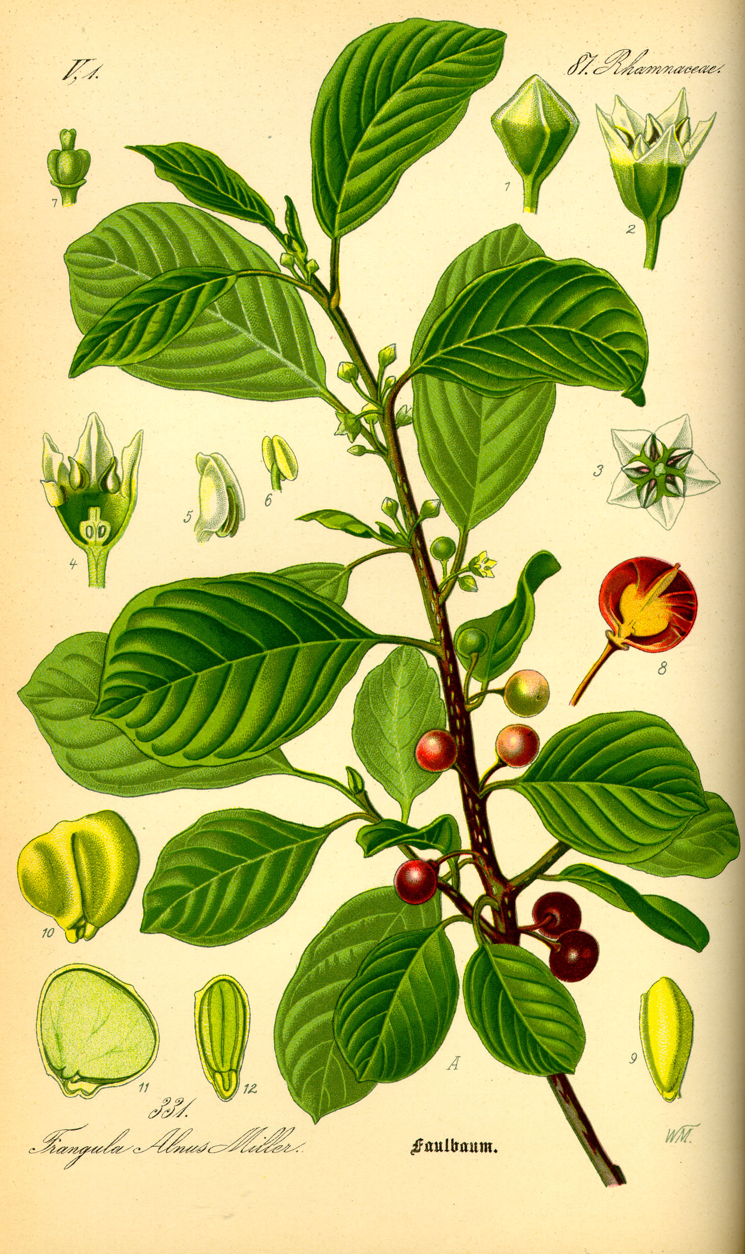 Illustration Rhamnus frangula0