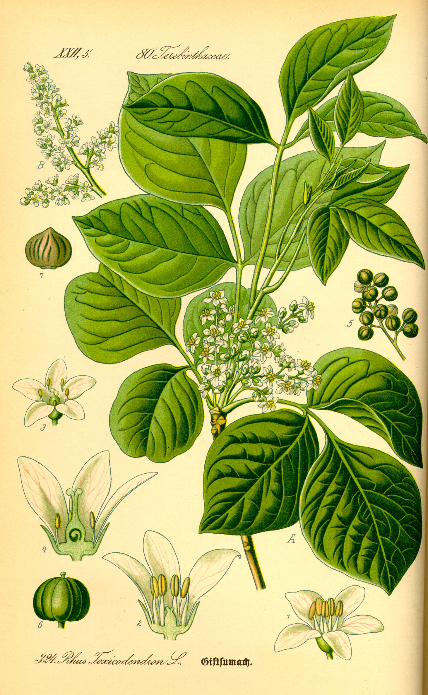 Illustration Rhus toxicodendron0