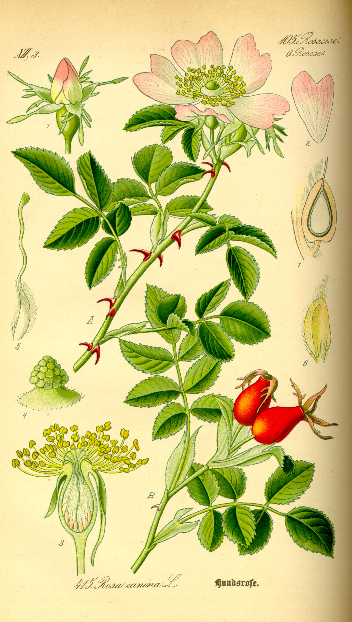 Illustration Rosa canina0