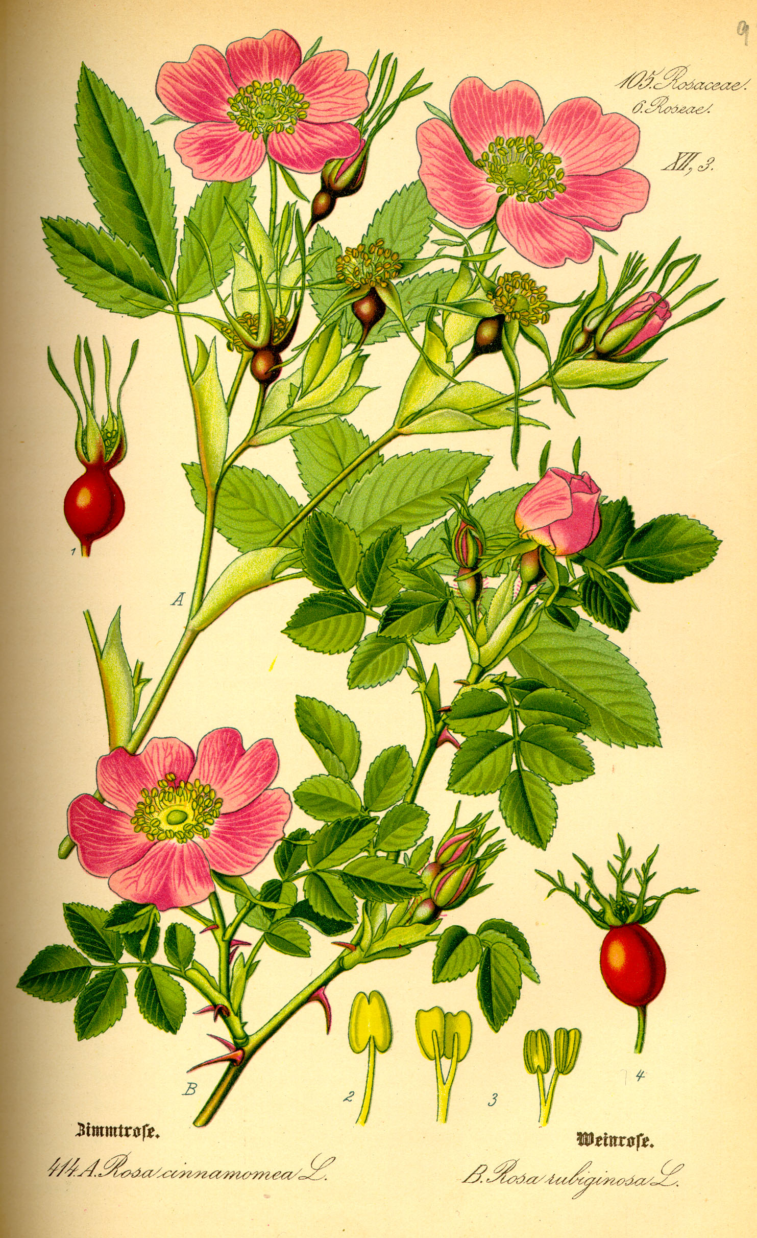 Illustration Rosa majalis0