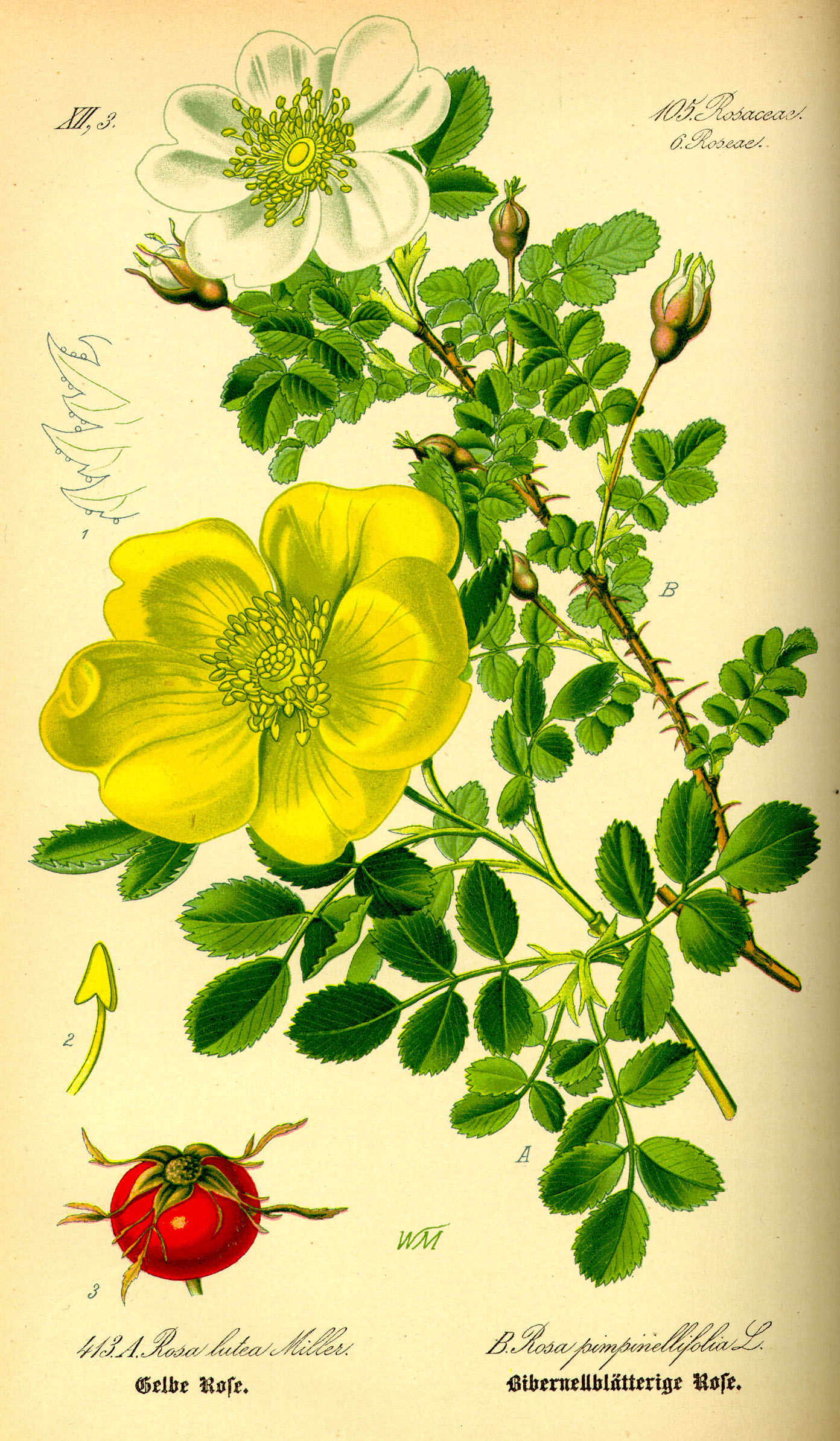 Illustration Rosa pimpinellifolia0