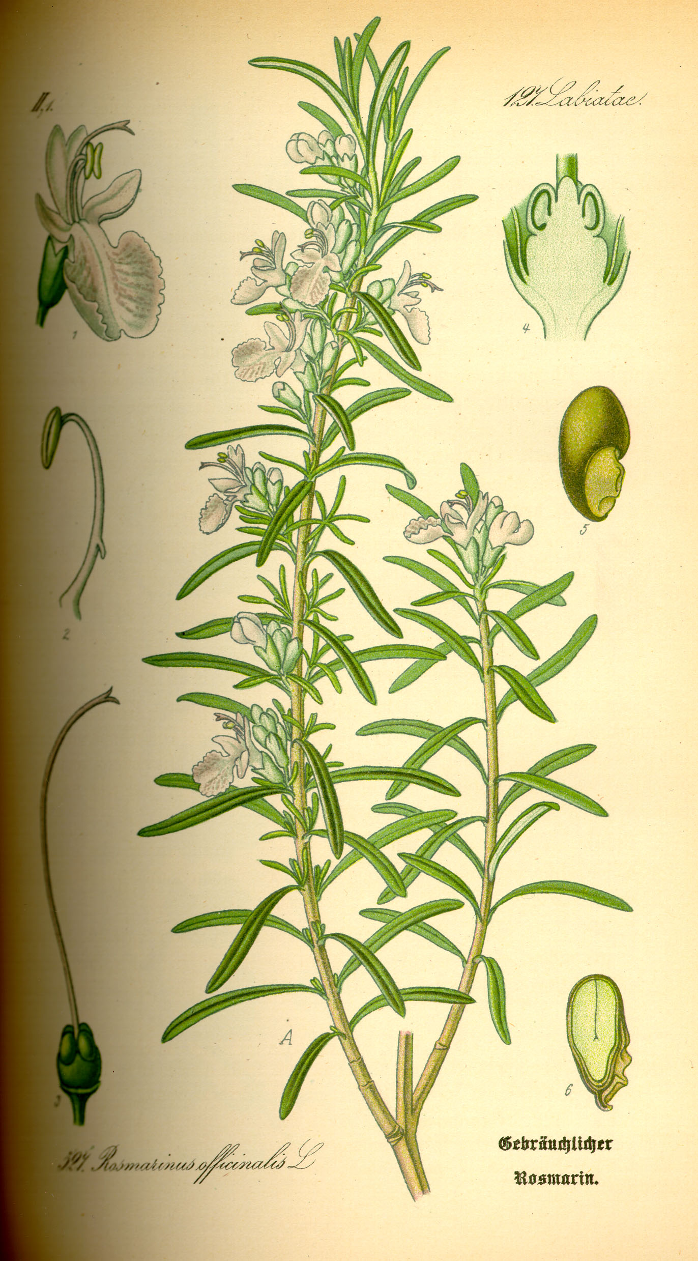 Illustration Rosmarinus officinalis0