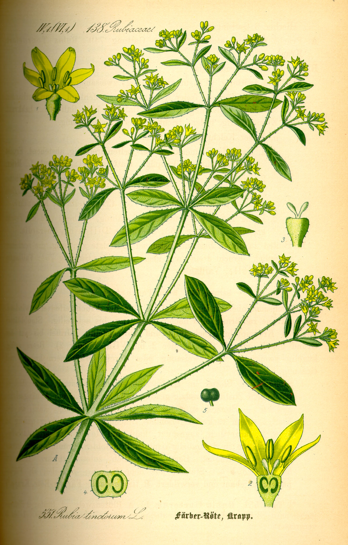 Illustration Rubia tinctorum0