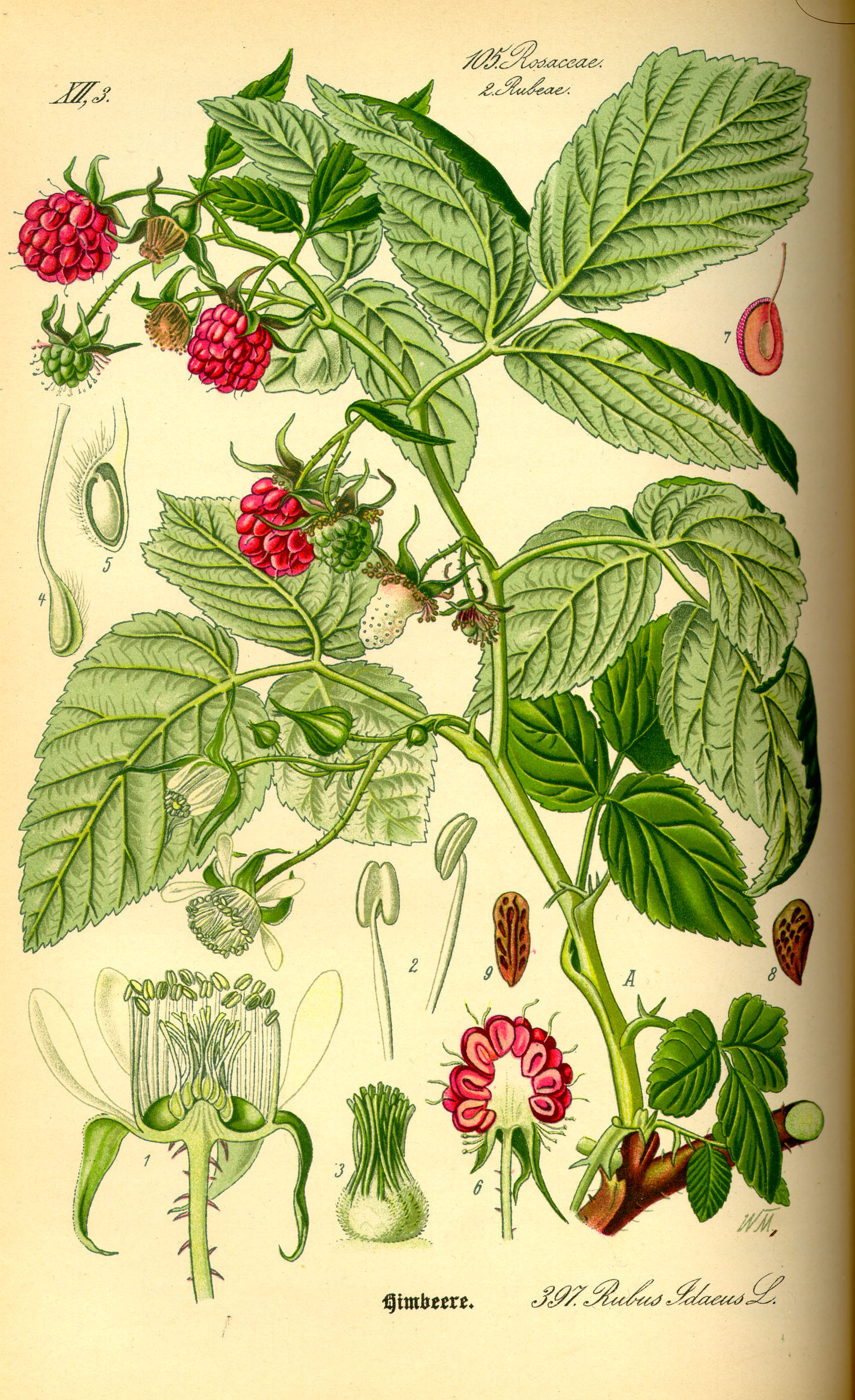 Illustration Rubus idaeus0