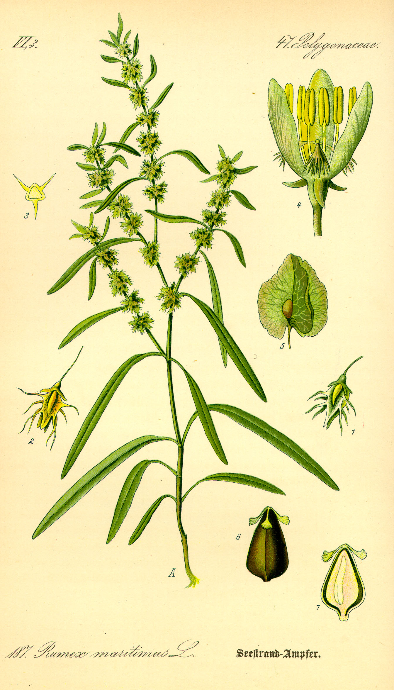 Illustration Rumex maritimus0