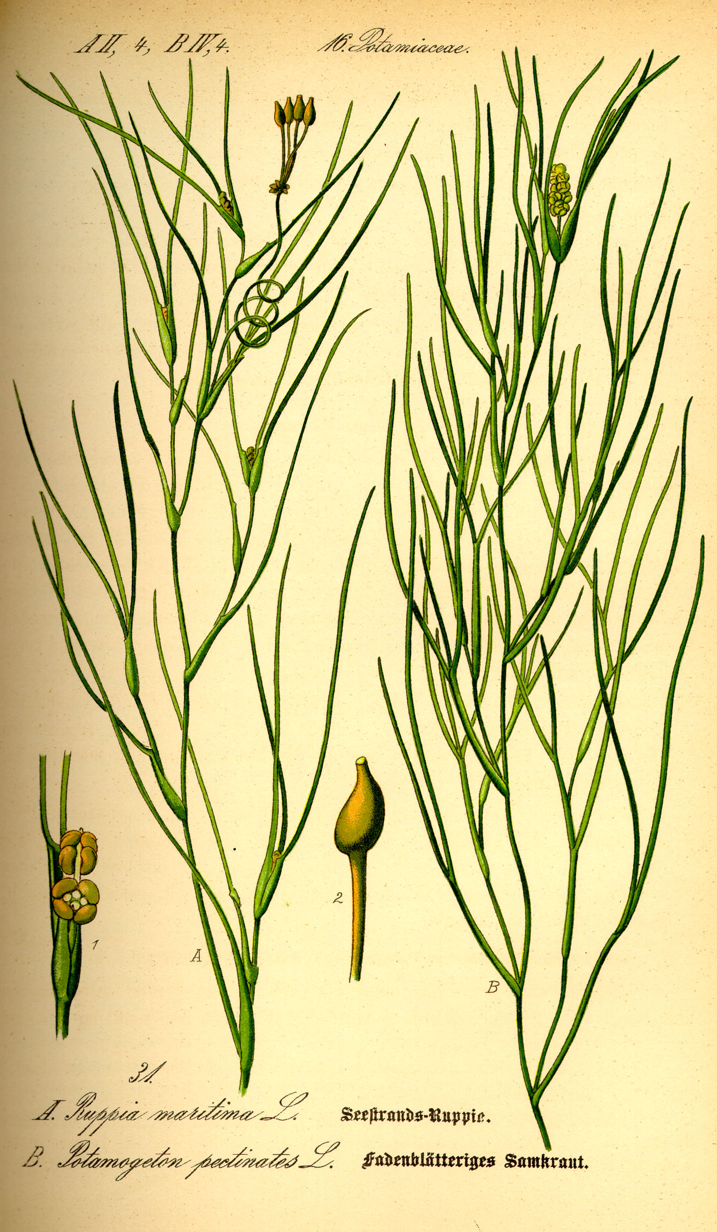 Illustration Ruppia maritima0