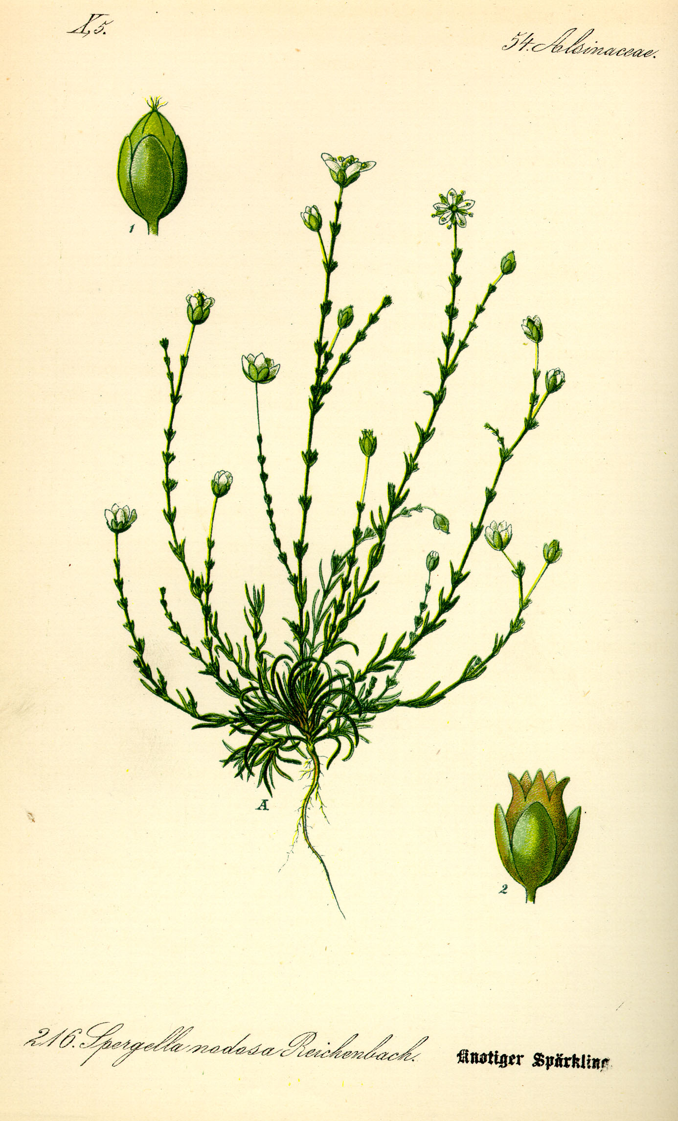 Illustration Sagina nodosa0