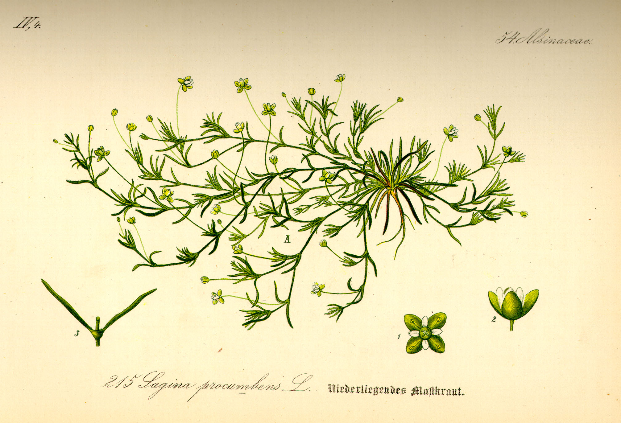 Illustration Sagina procumbens0