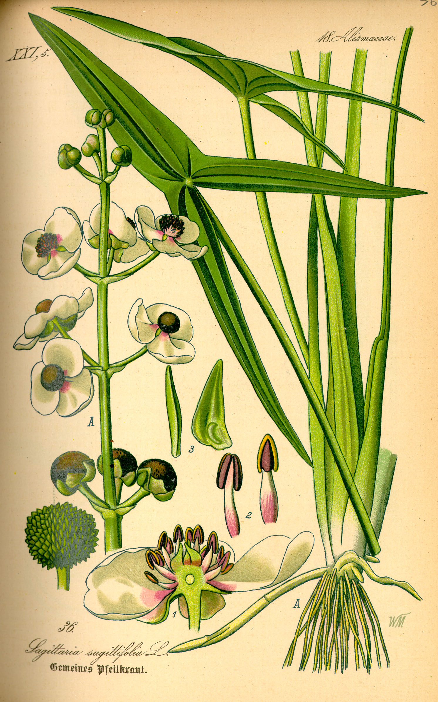 Illustration Sagittaria sagittifolia0