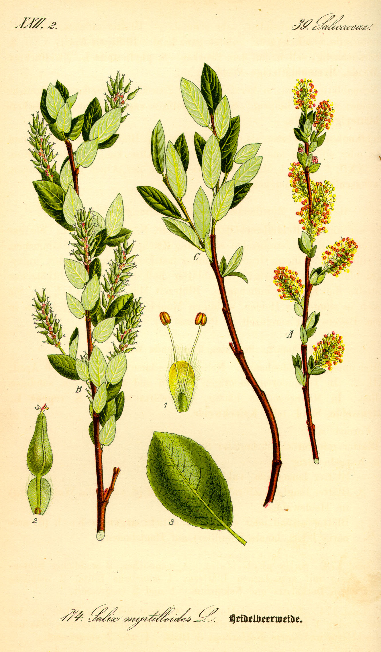 Illustration Salix breviserrata0
