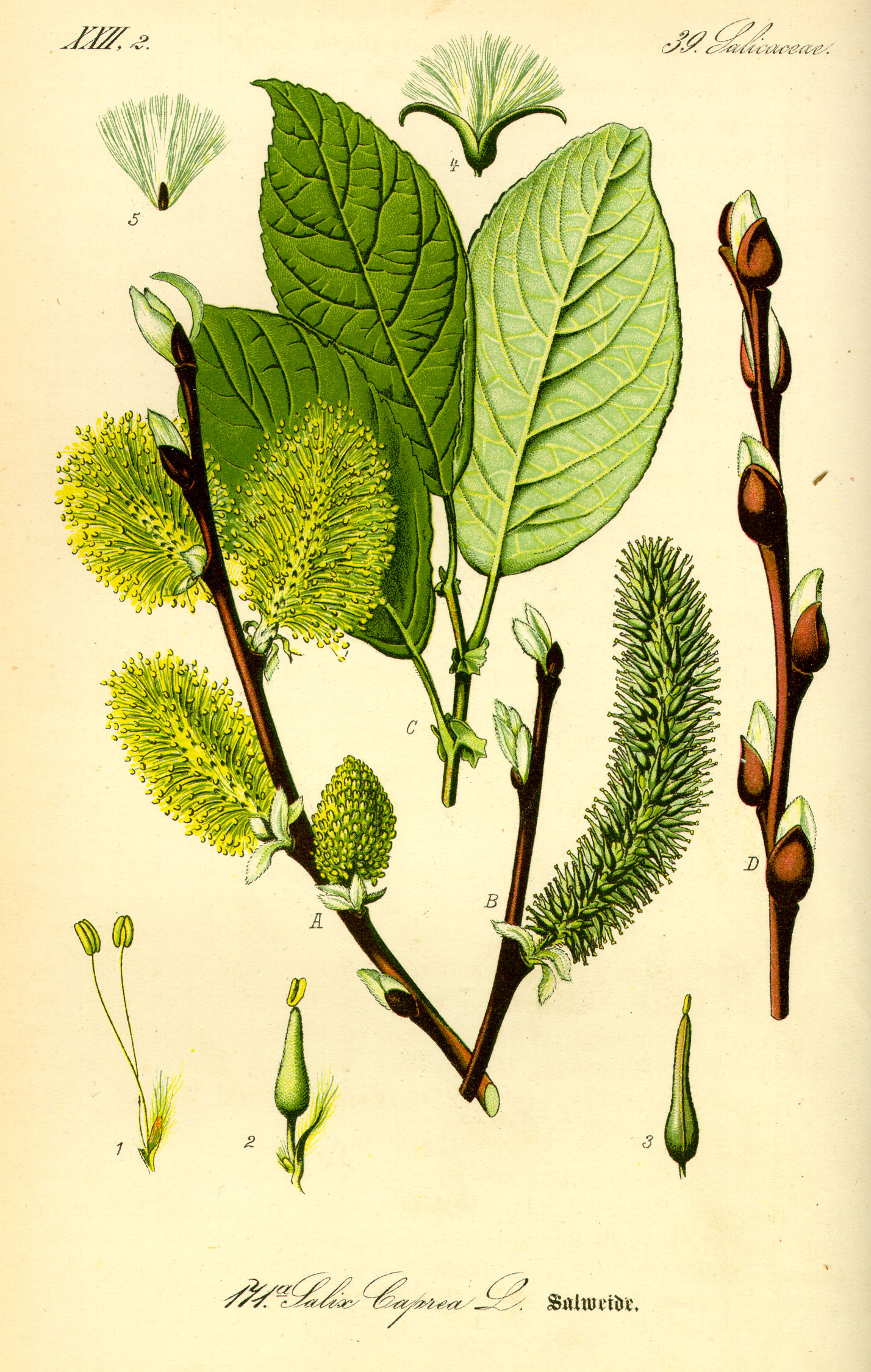 Illustration Salix caprea0