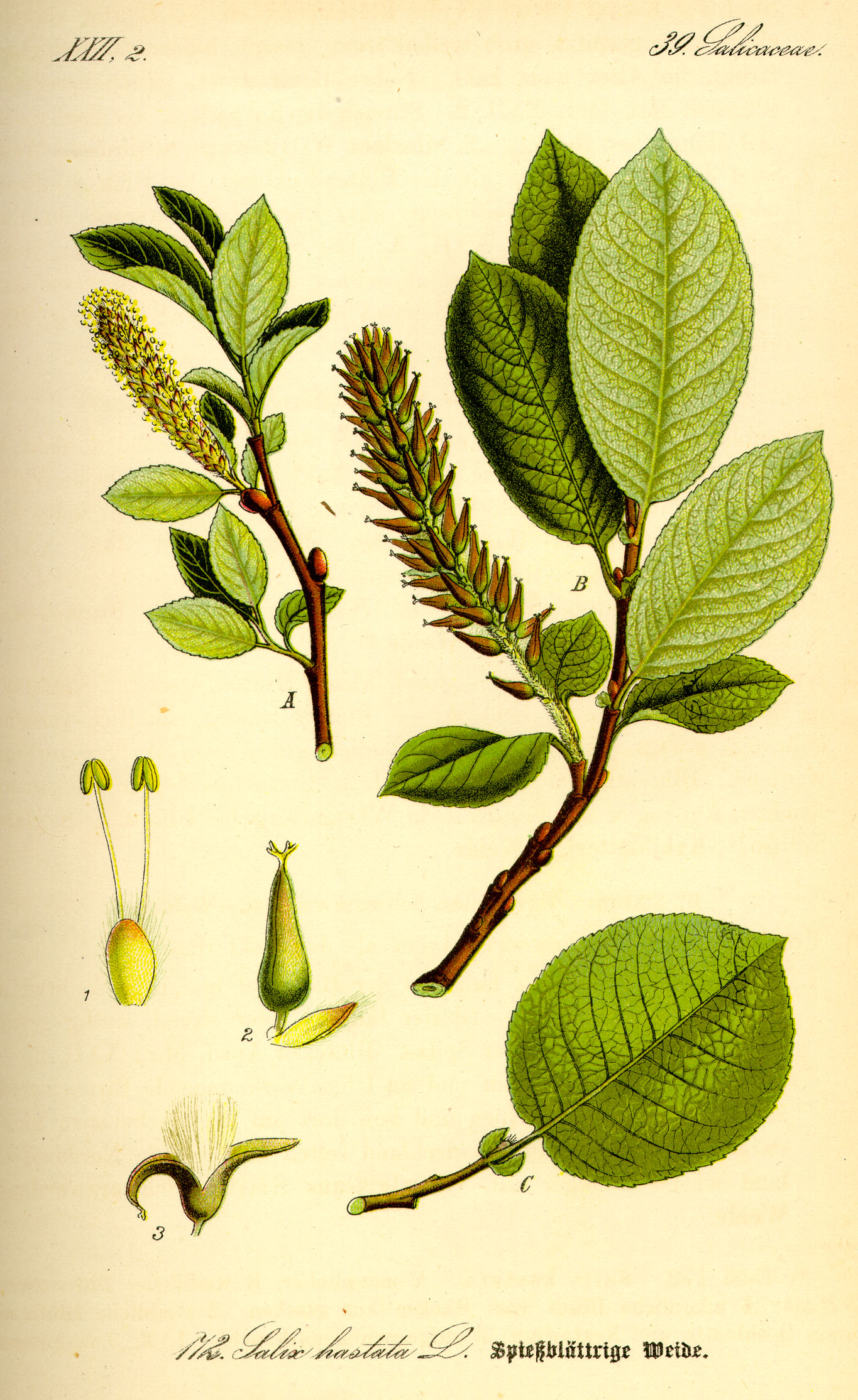 Illustration Salix hastata0