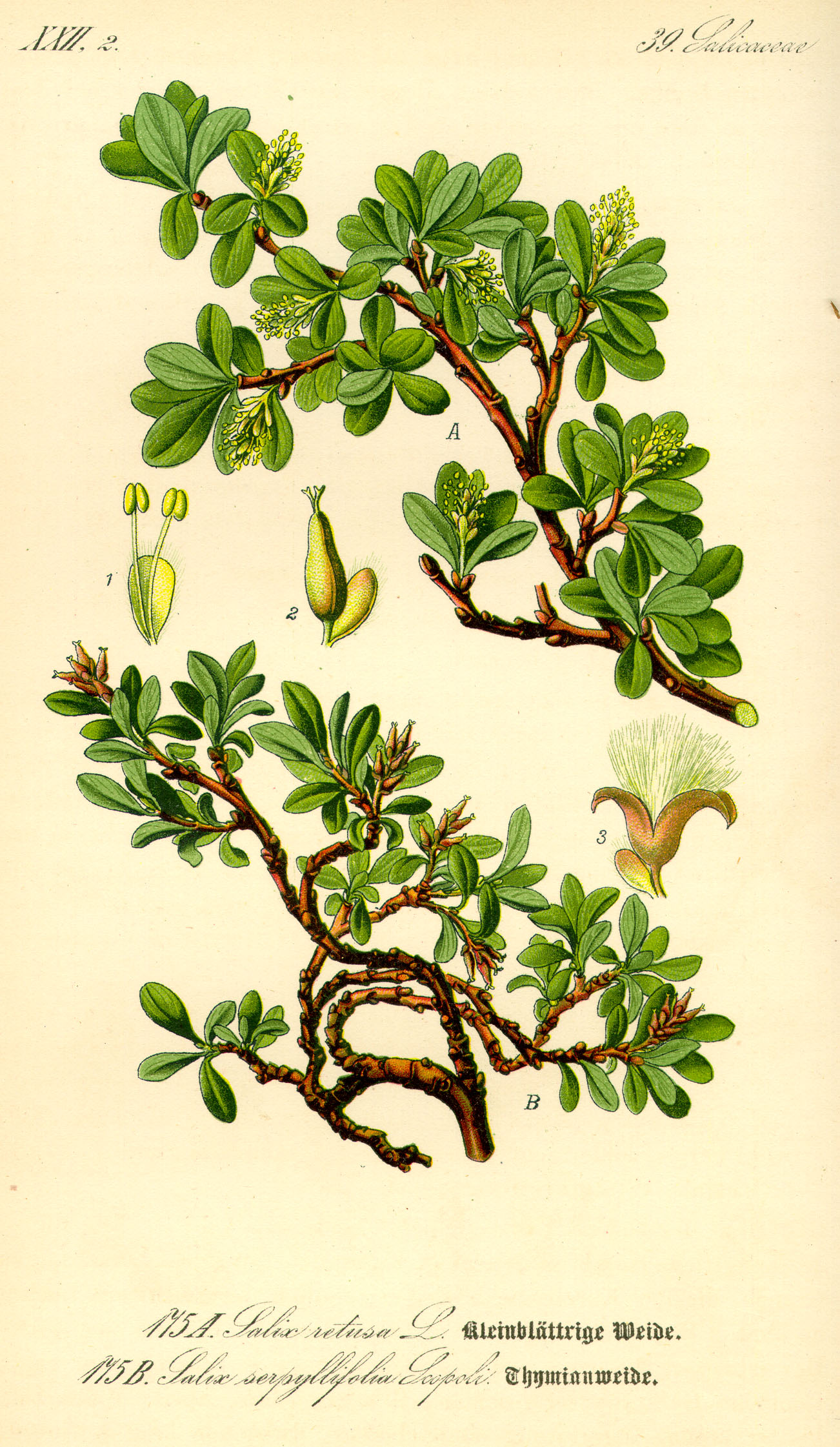 Illustration Salix serpyllifolia0