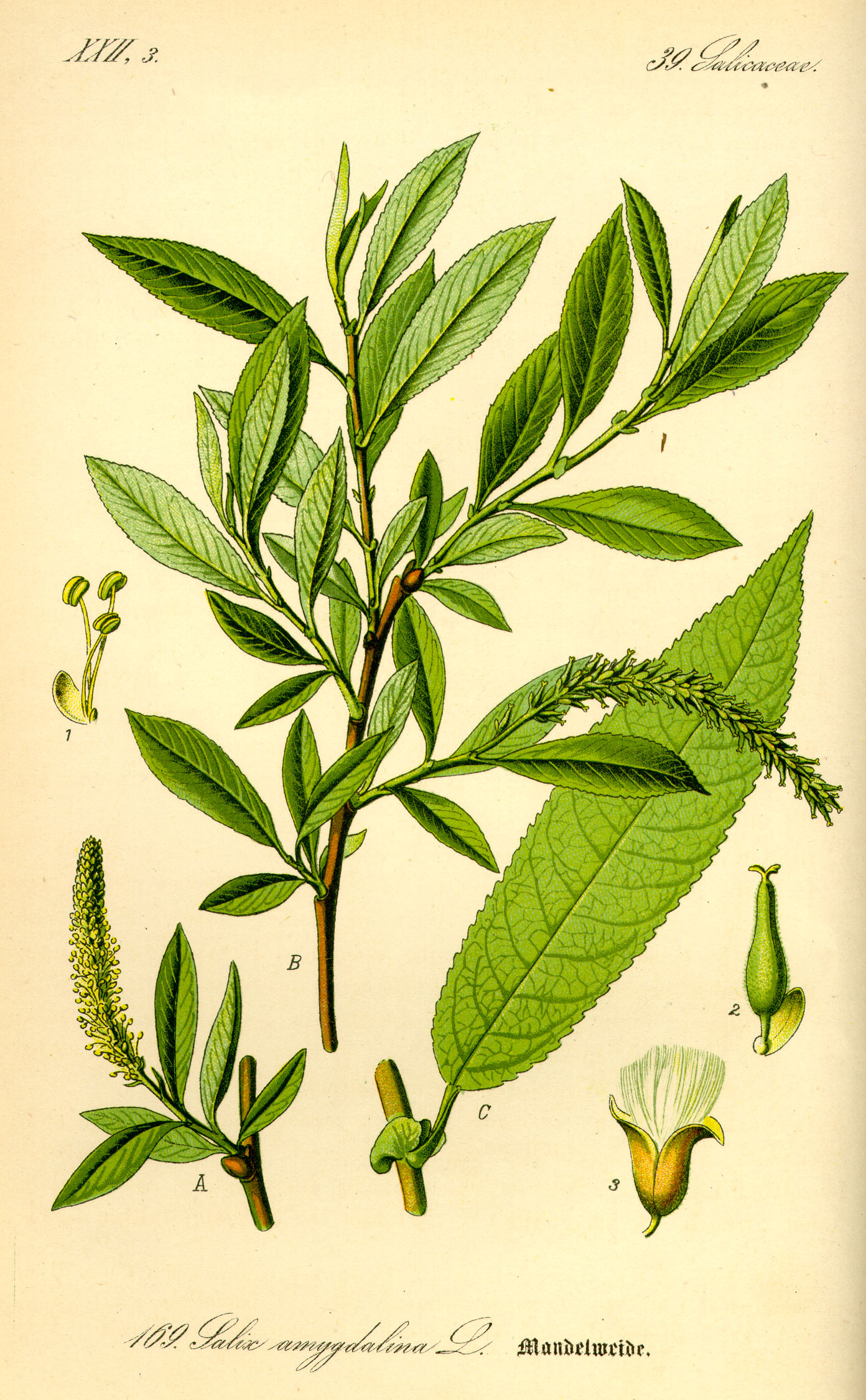 Illustration Salix triandra0