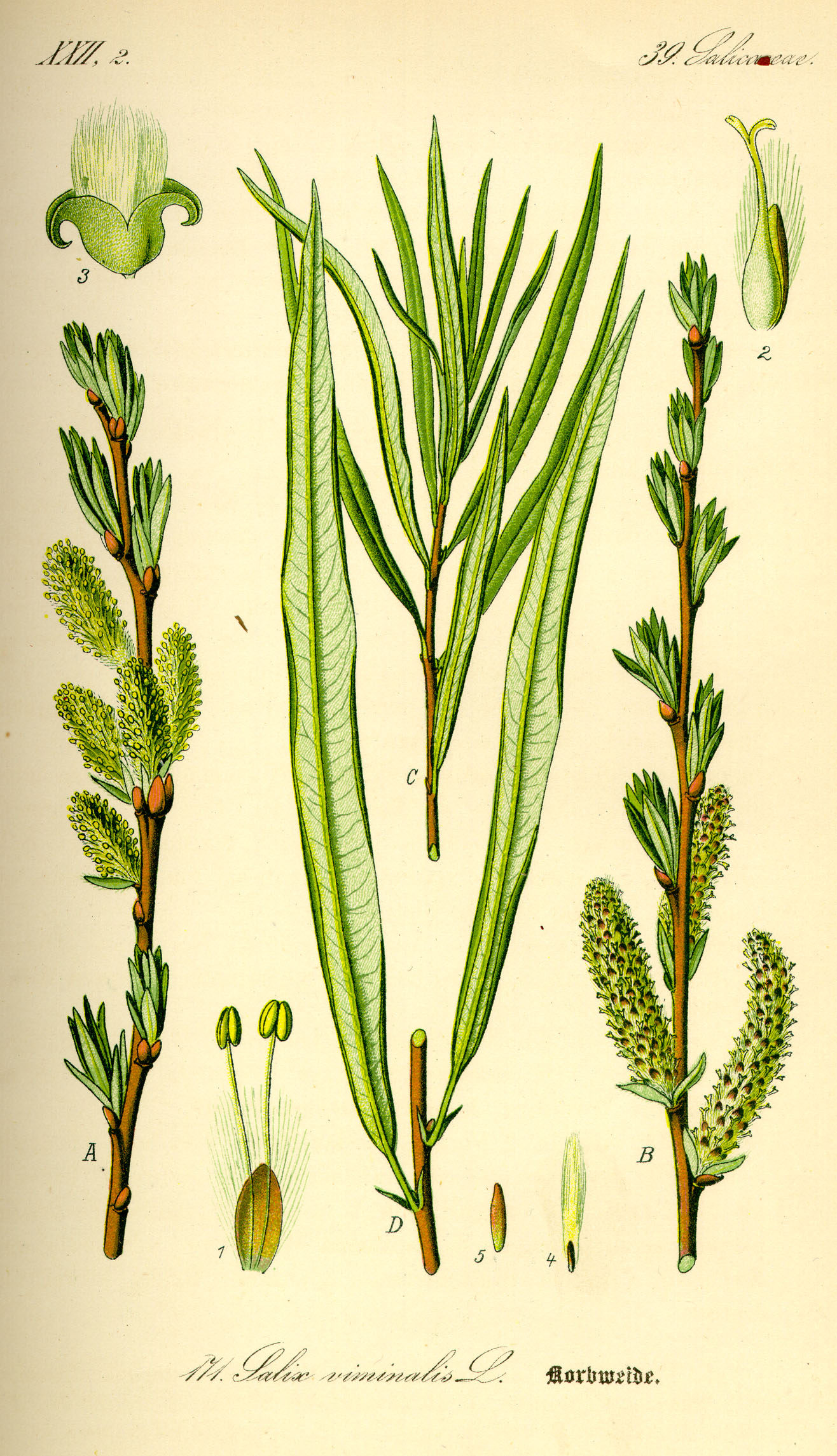 Illustration Salix viminalis0