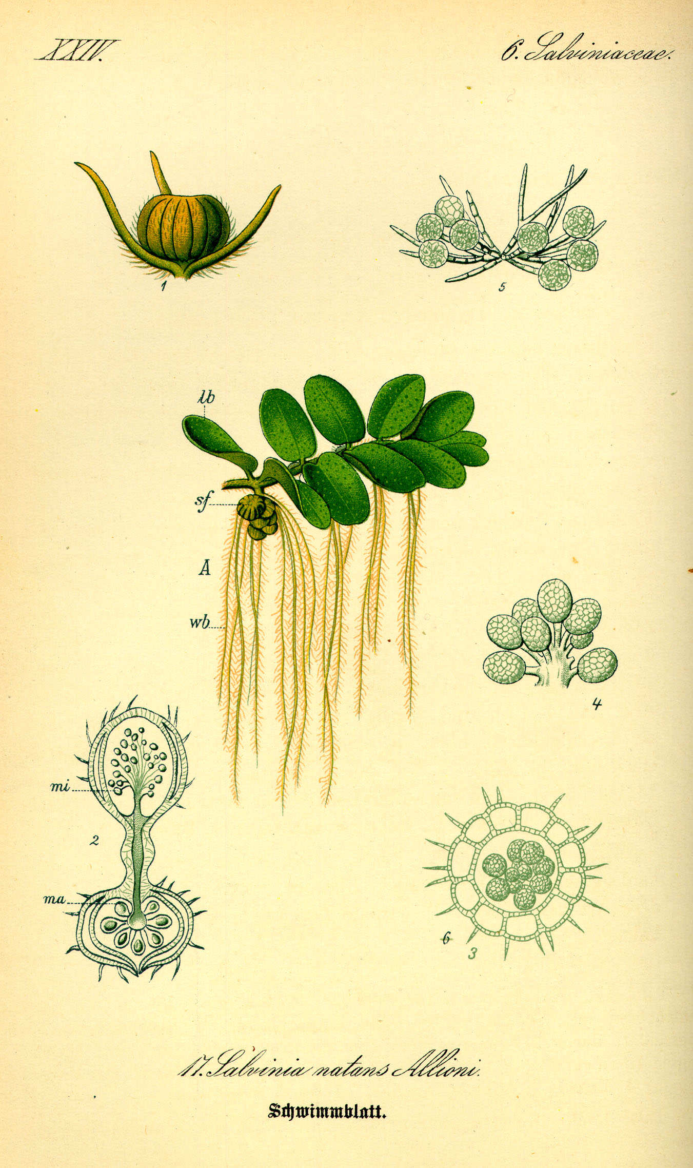Illustration Salvinia natans0