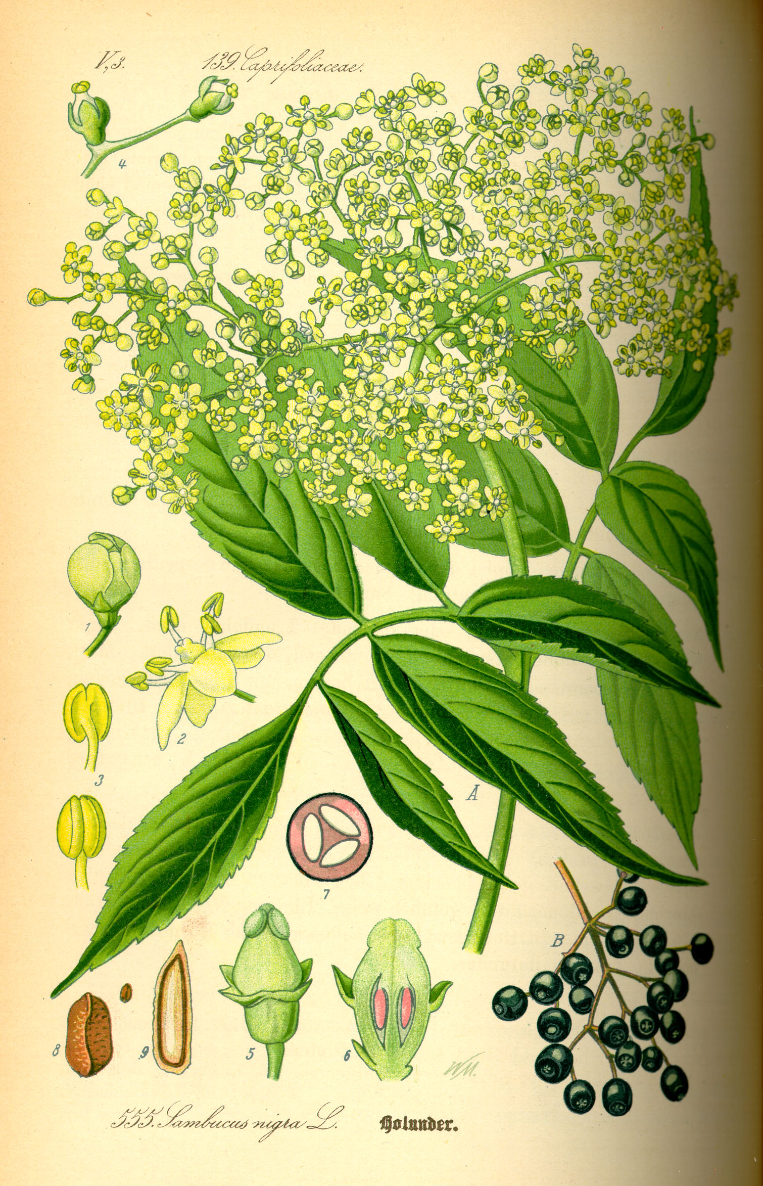 Illustration Sambucus nigra0