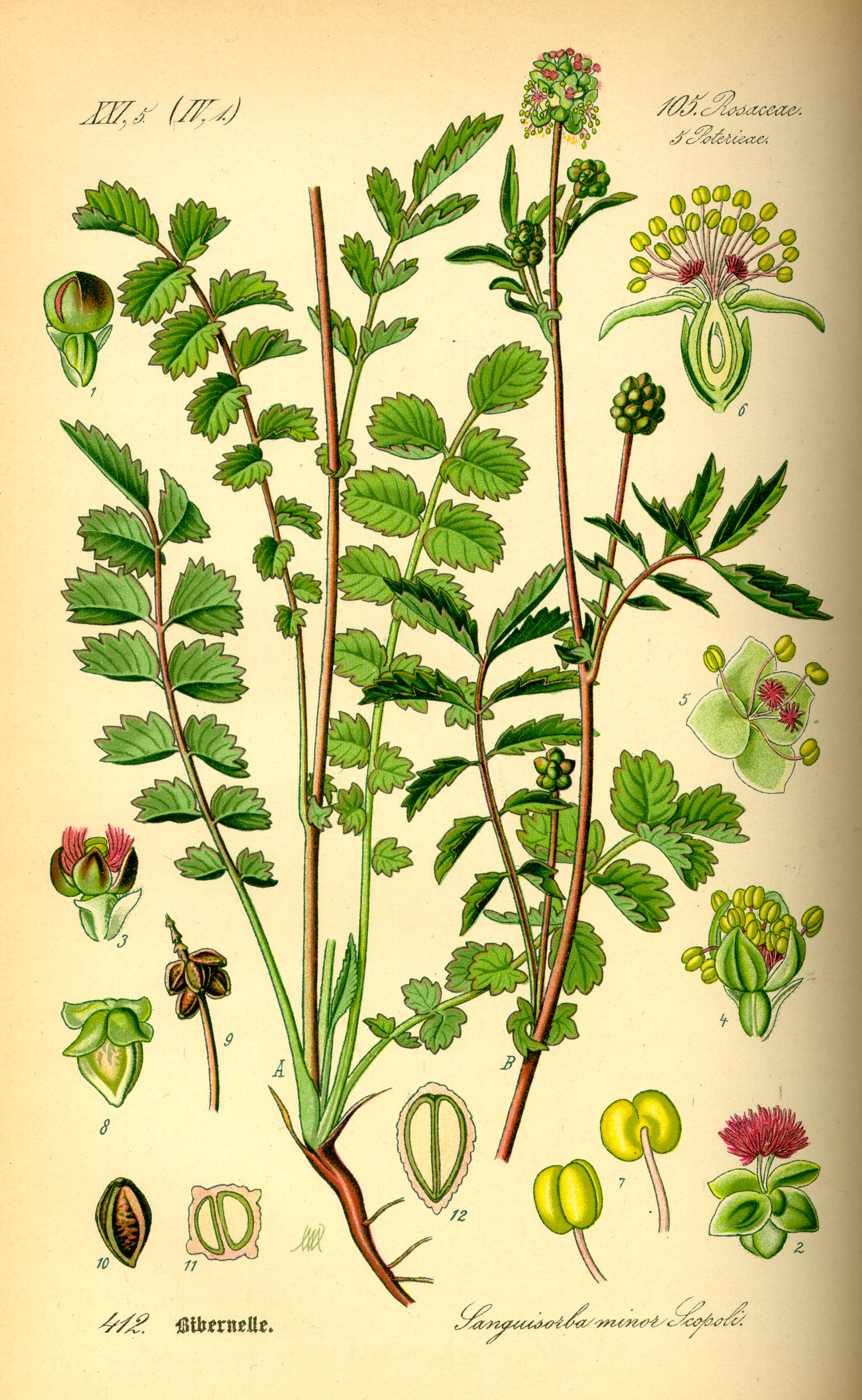Illustration Sanguisorba minor0
