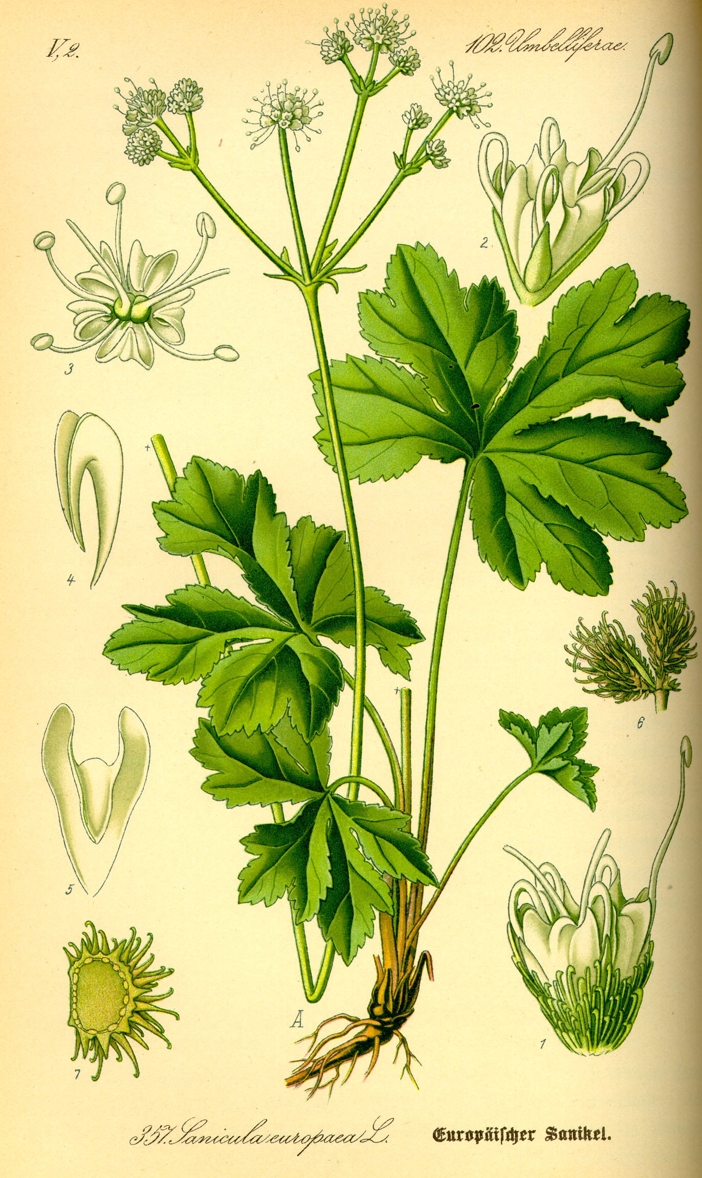 Illustration Sanicula europaea0