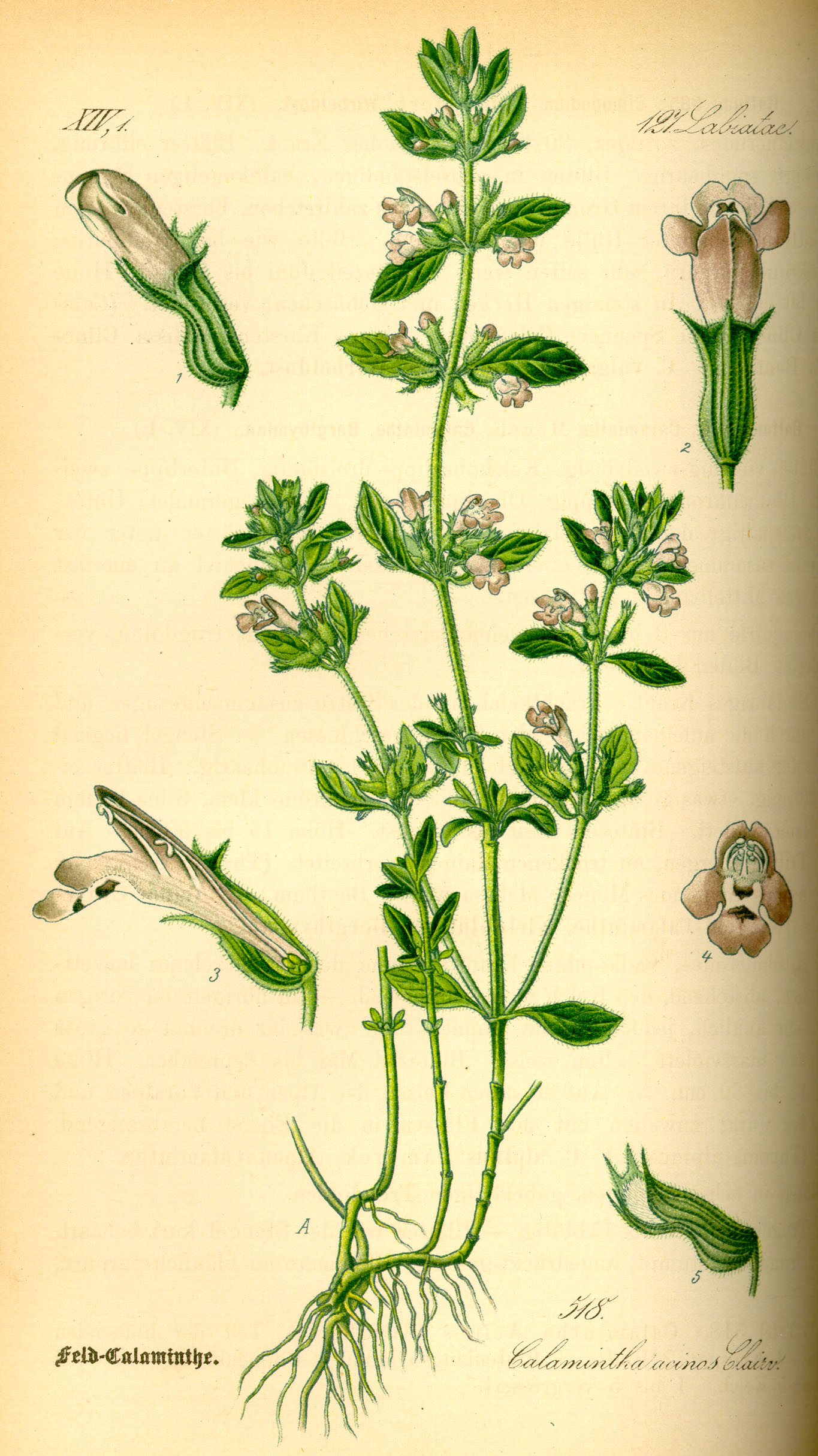 Illustration Satureja acinos0
