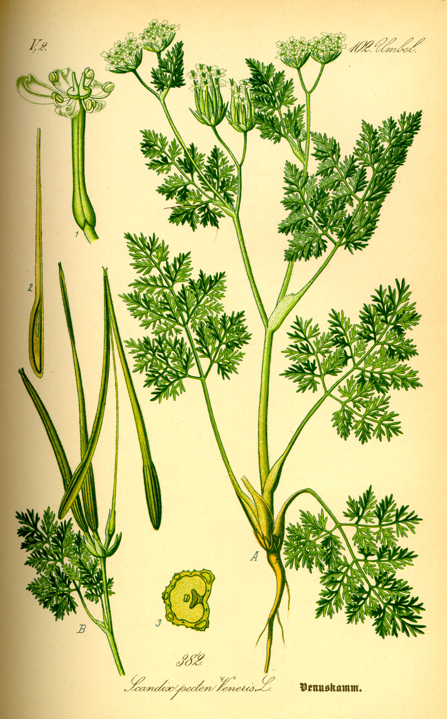 Illustration Scandix pecten-veneris0
