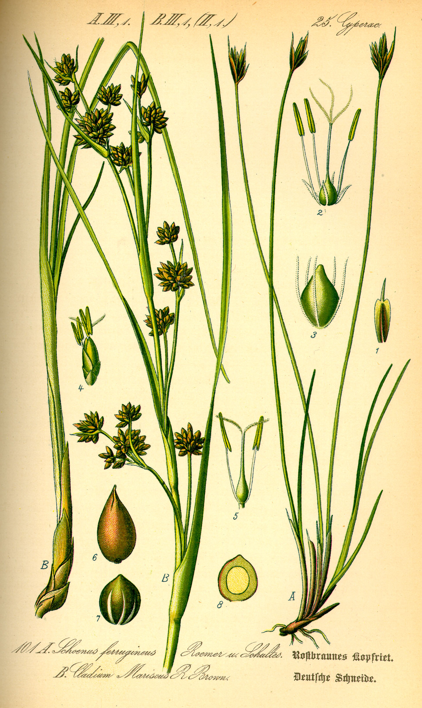 Illustration Schoenus ferrugineus0