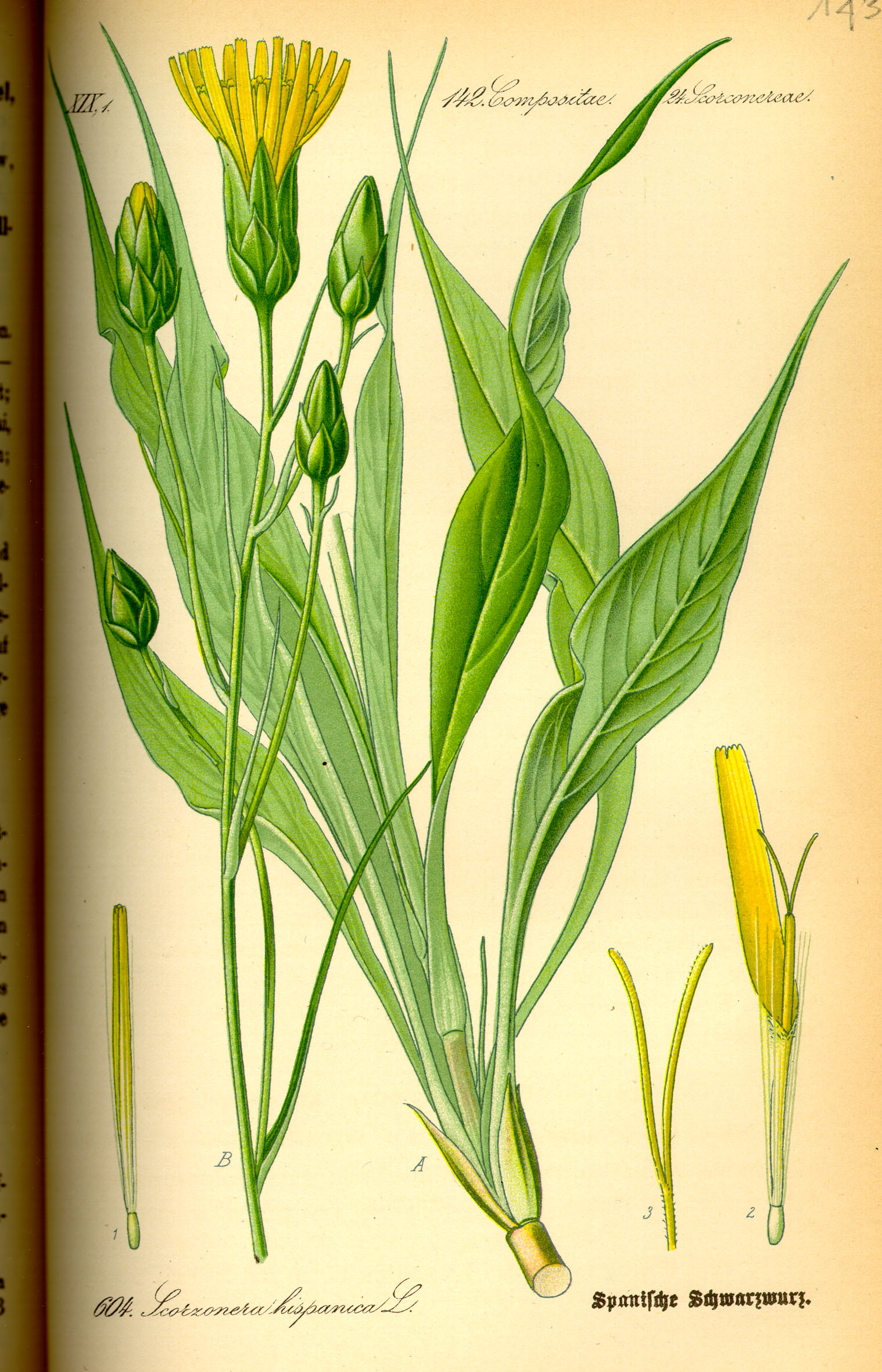Illustration Scorzonera hispanica0