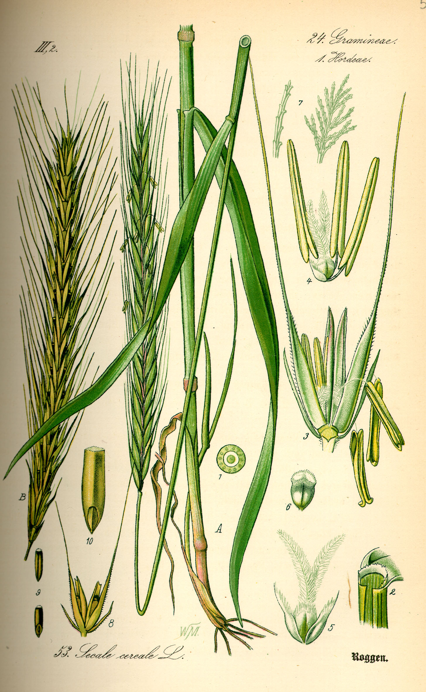 Illustration Secale cereale0