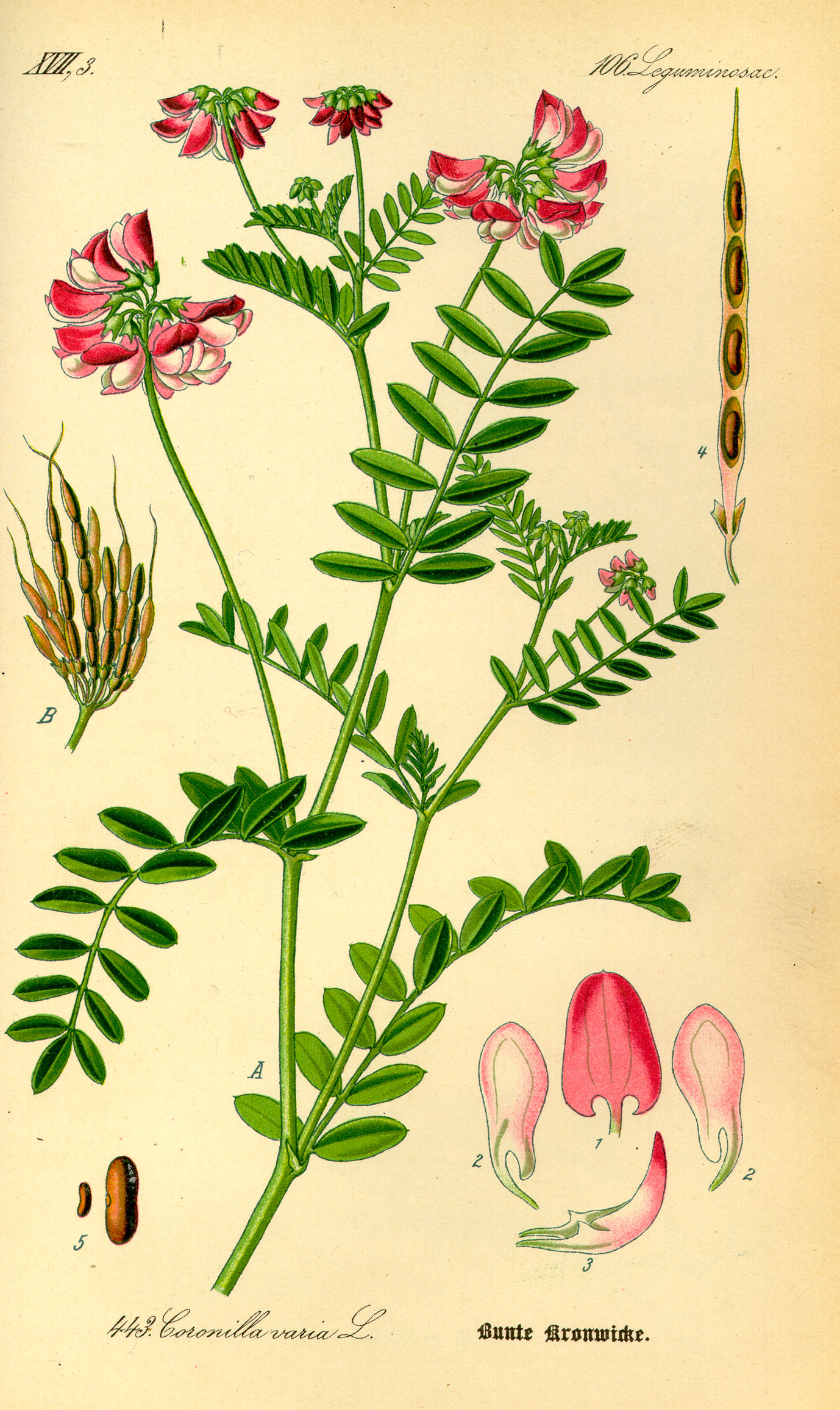 Illustration Securigera varia0