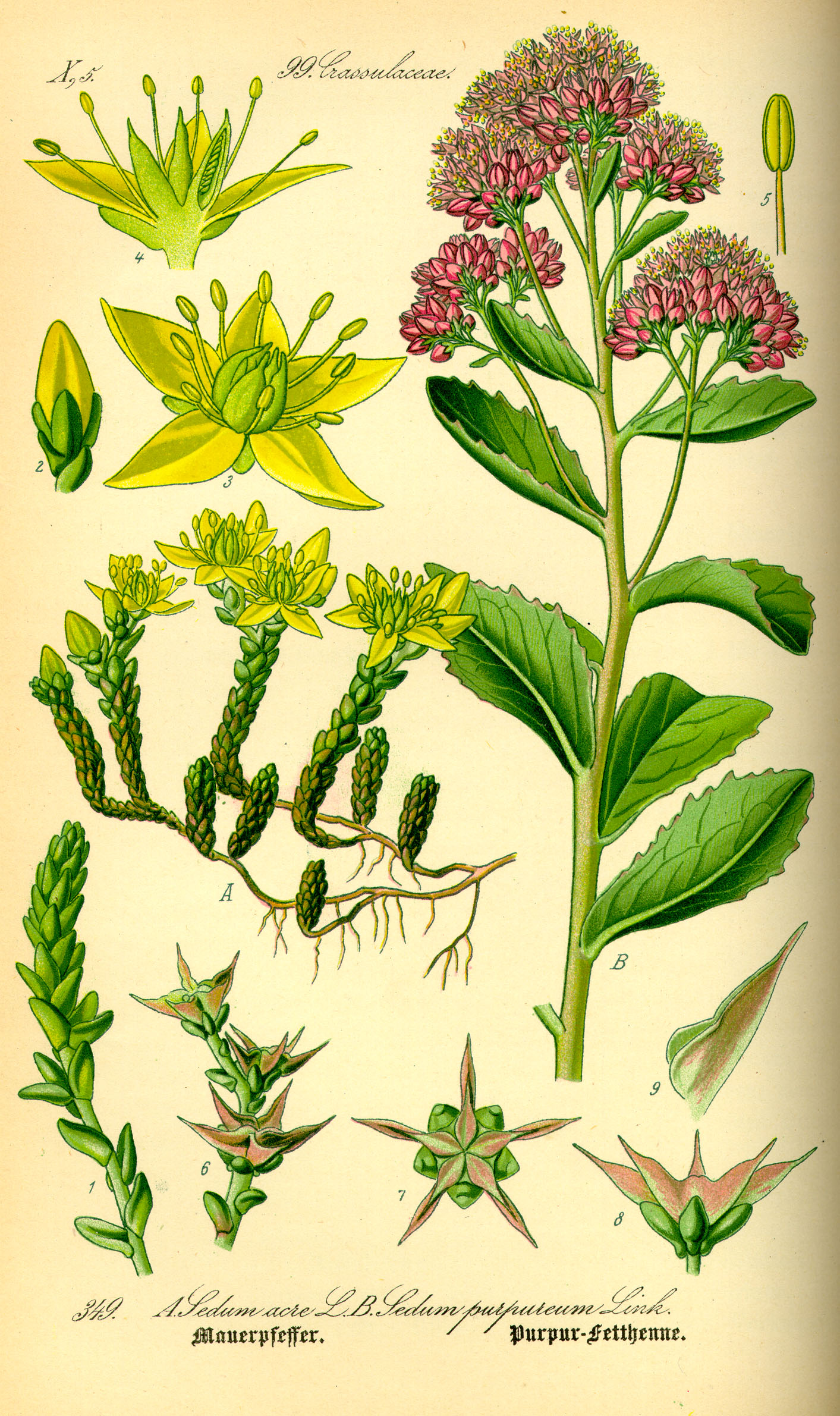 Illustration Sedum telephium0