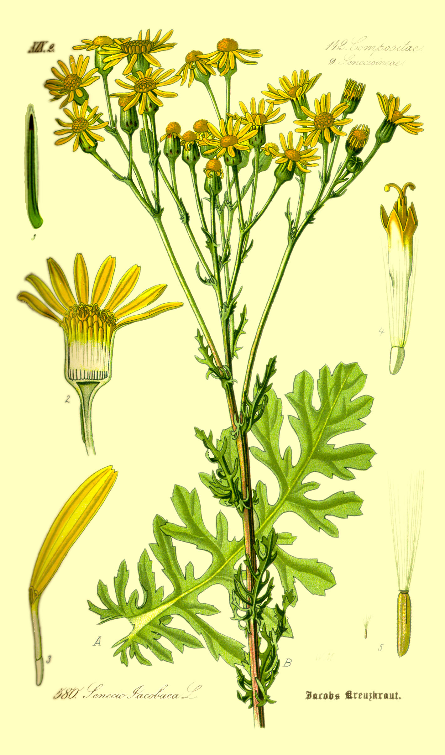Illustration Senecio jacobaea0