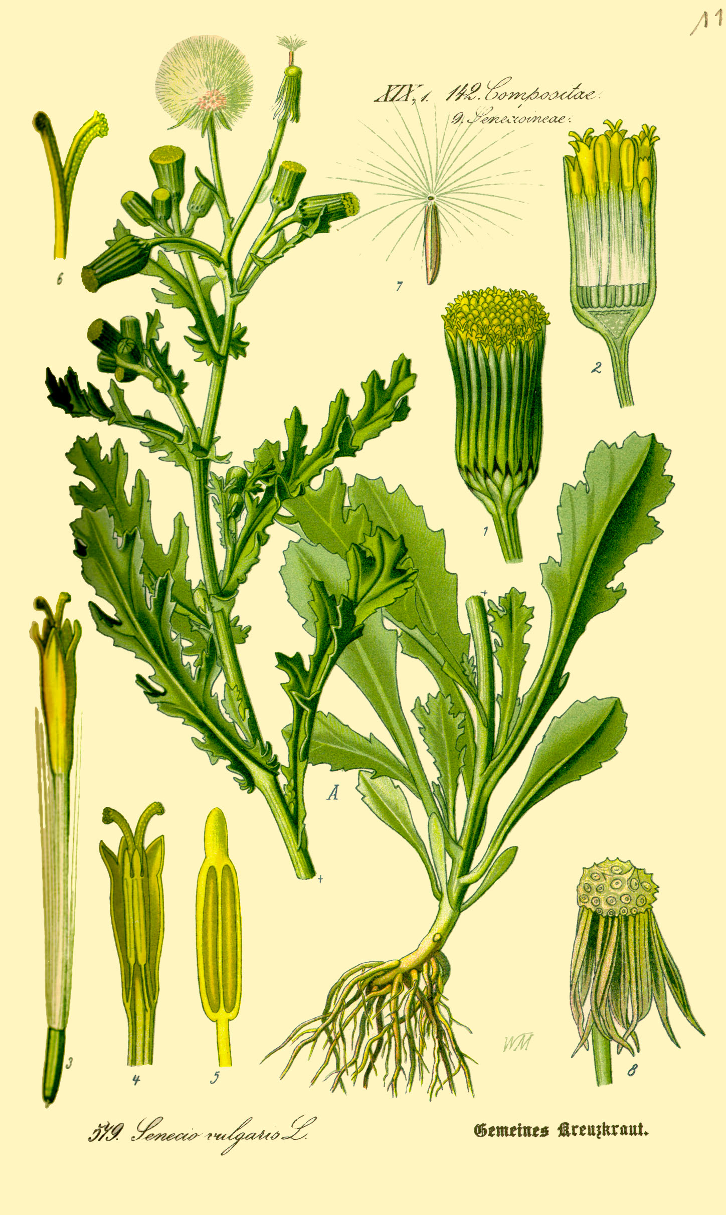 Illustration Senecio vulgaris0