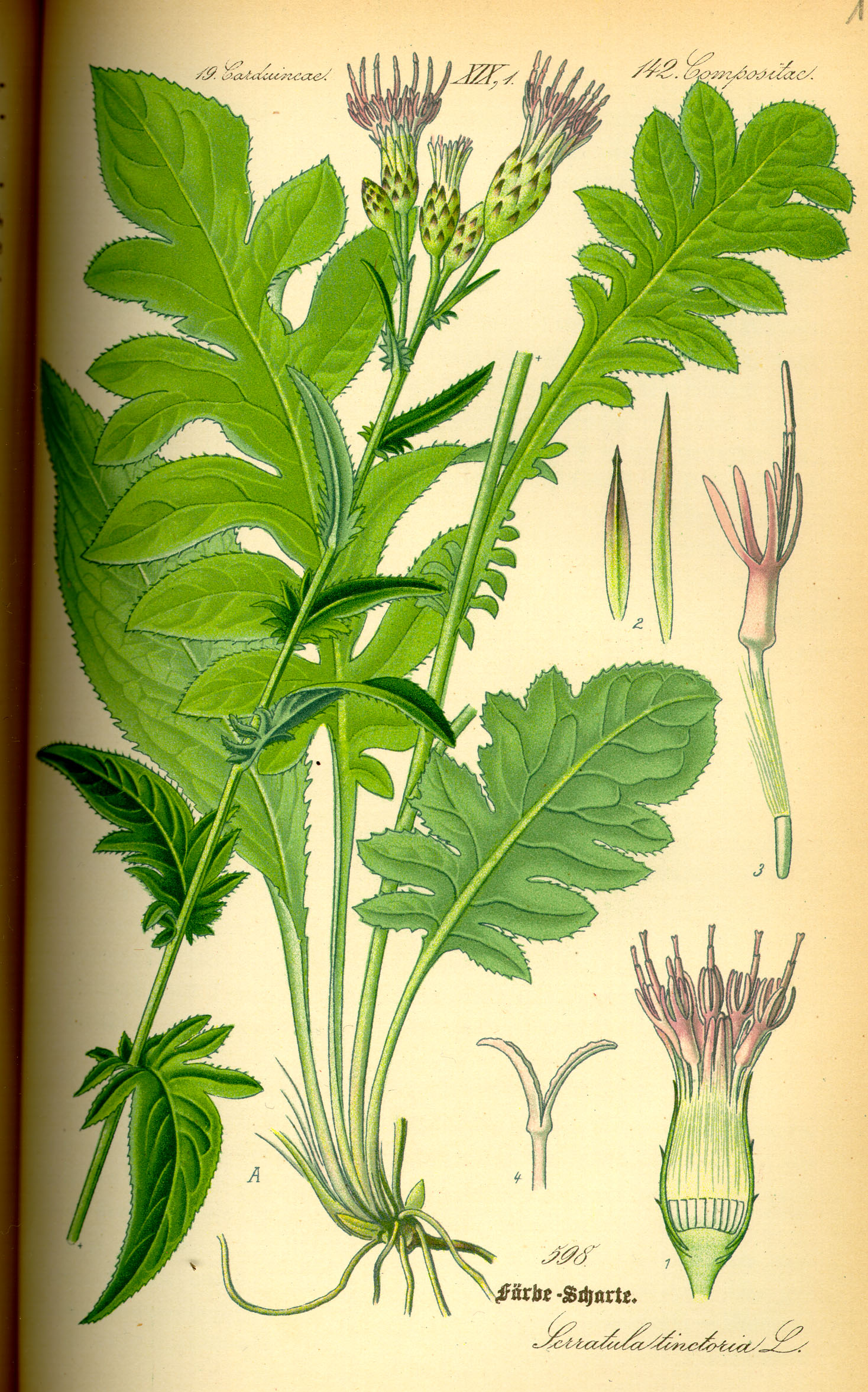 Illustration Serratula tinctoria0