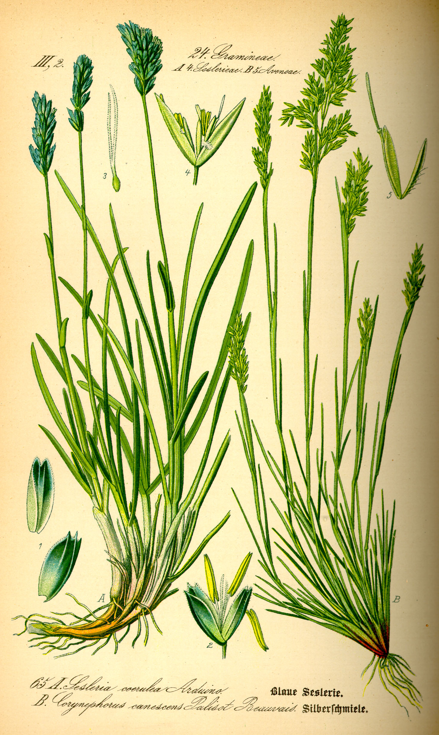 Illustration Sesleria albicans0