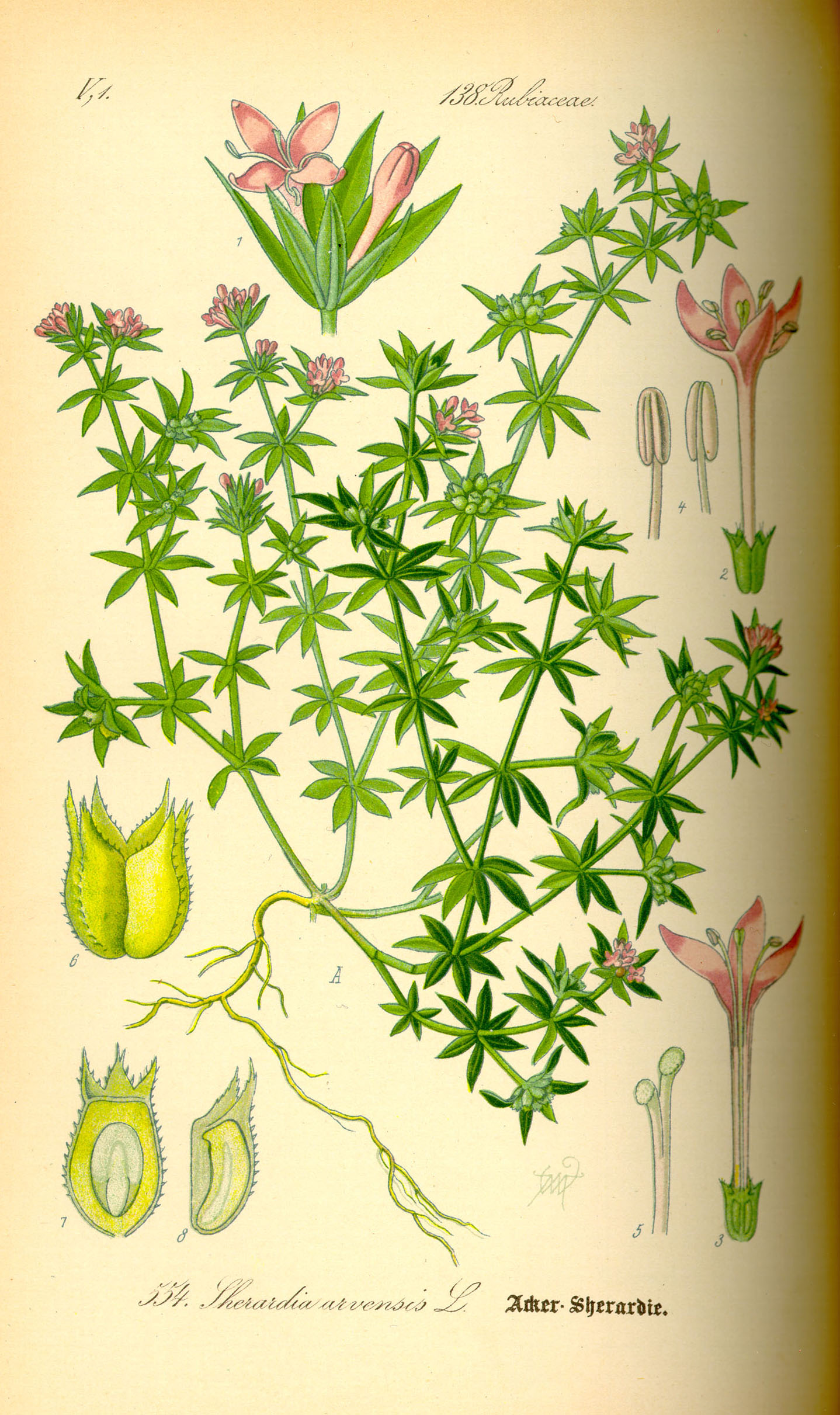 Illustration Sherardia arvensis0