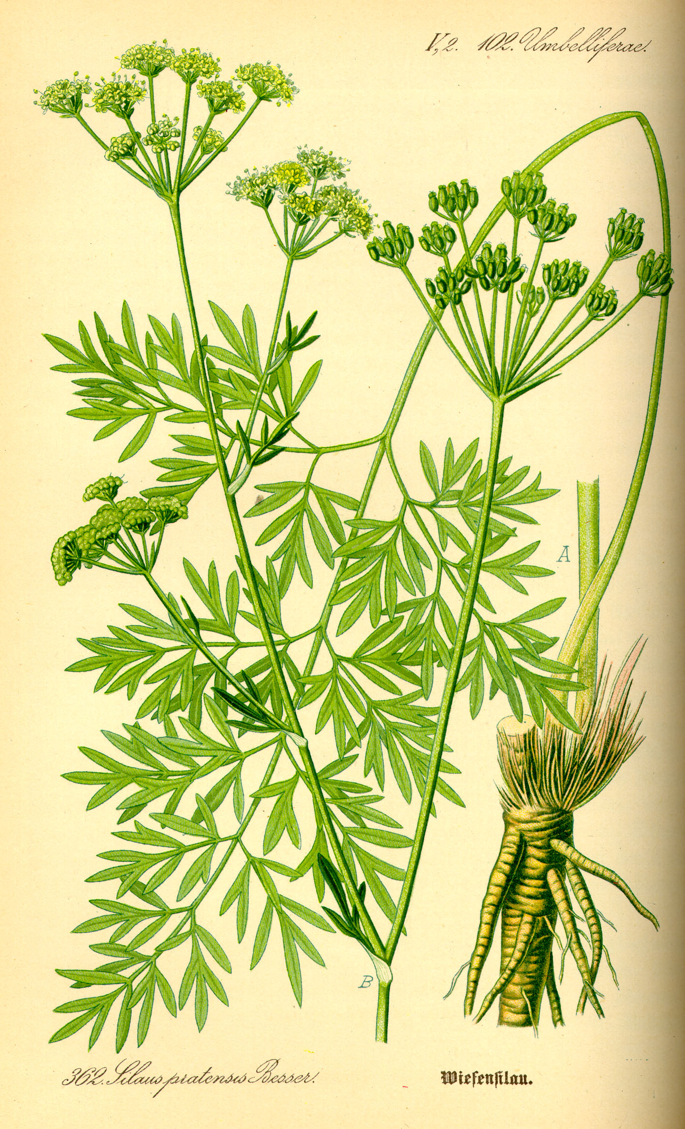 Illustration Silaum silaus0