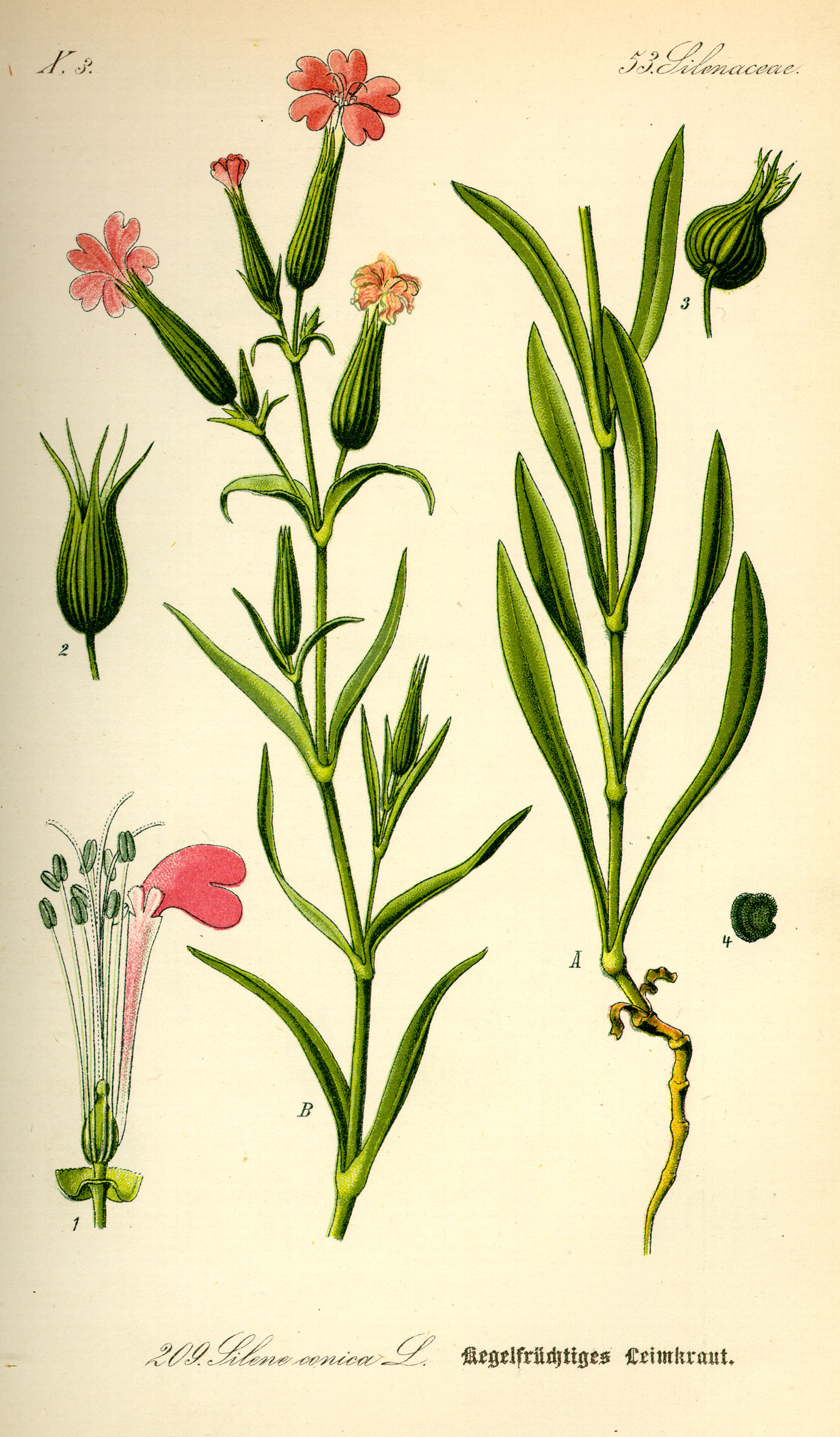 Illustration Silene conica0