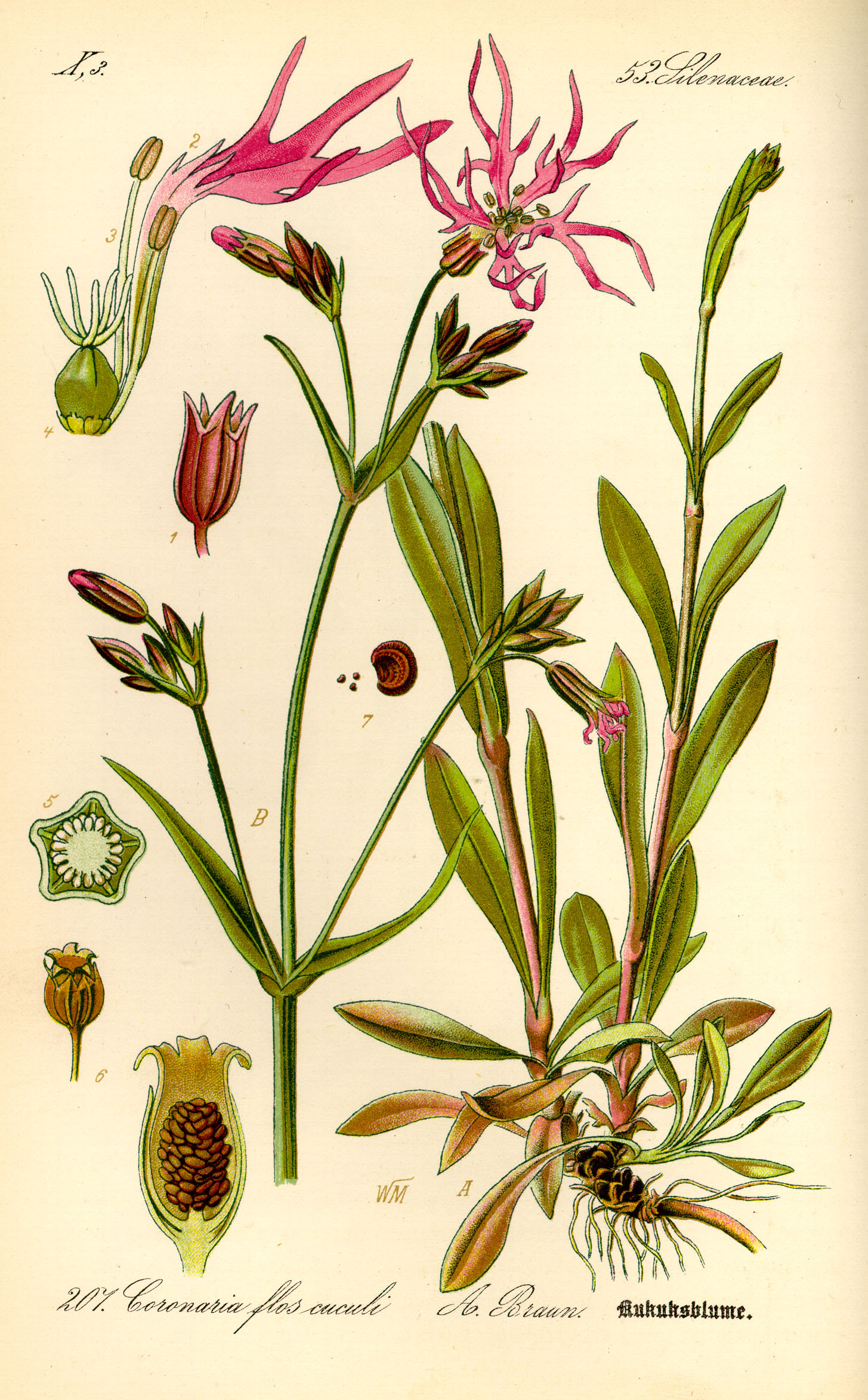 Illustration Silene flos-cuculi0