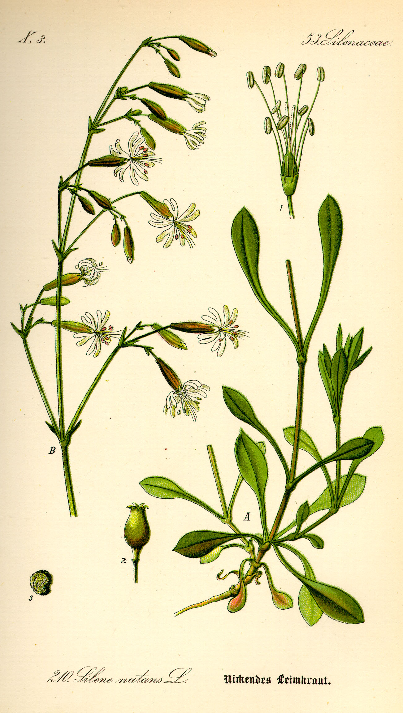 Illustration Silene nutans0