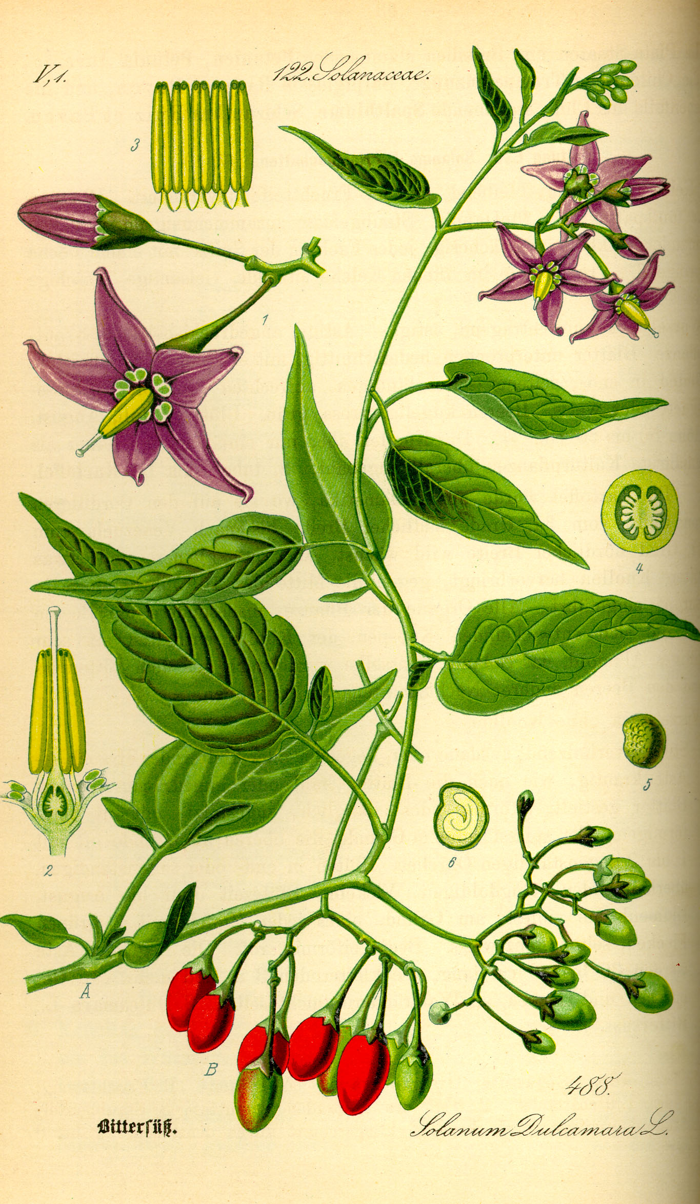 Illustration Solanum dulcamara0