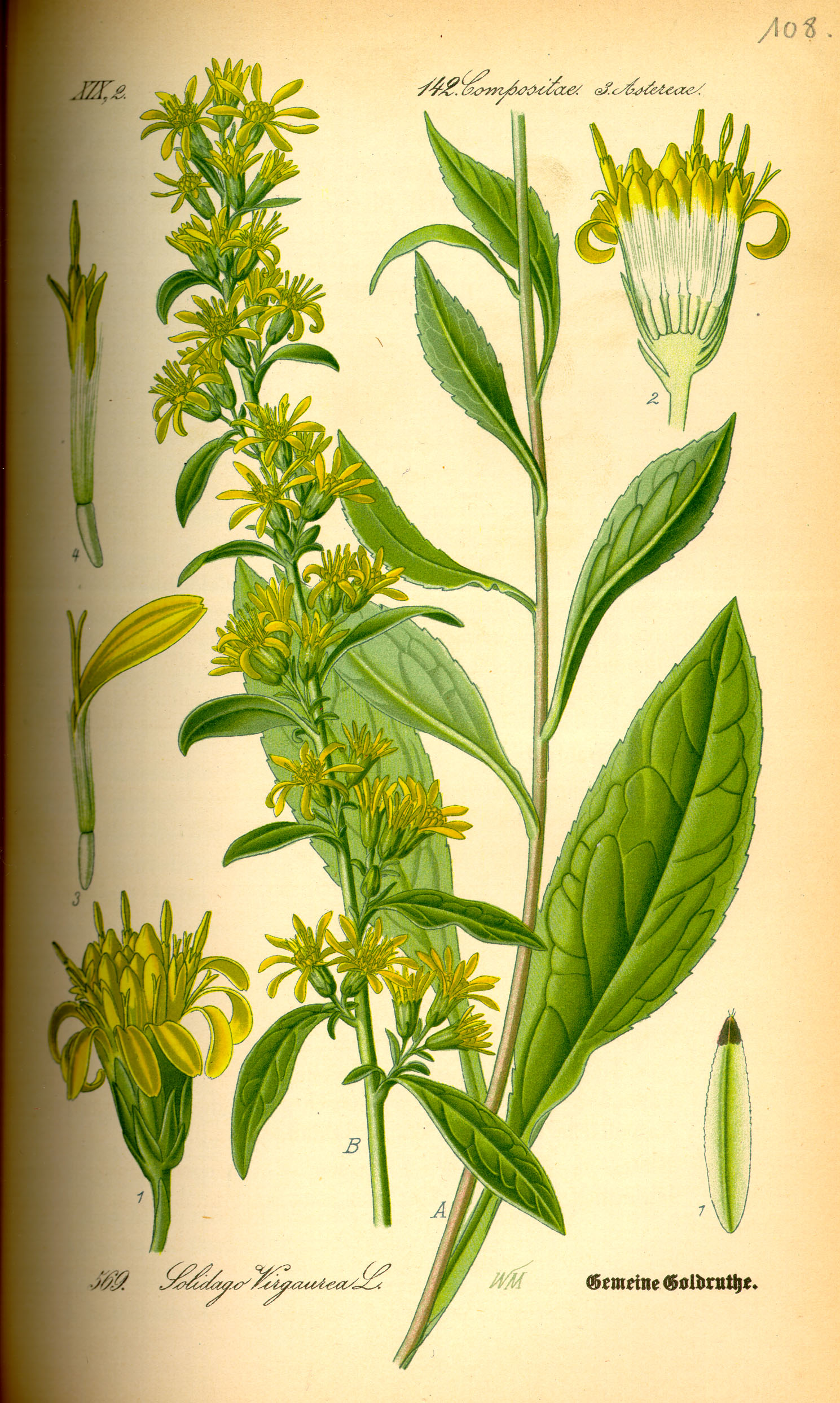 Illustration Solidago virgaurea0