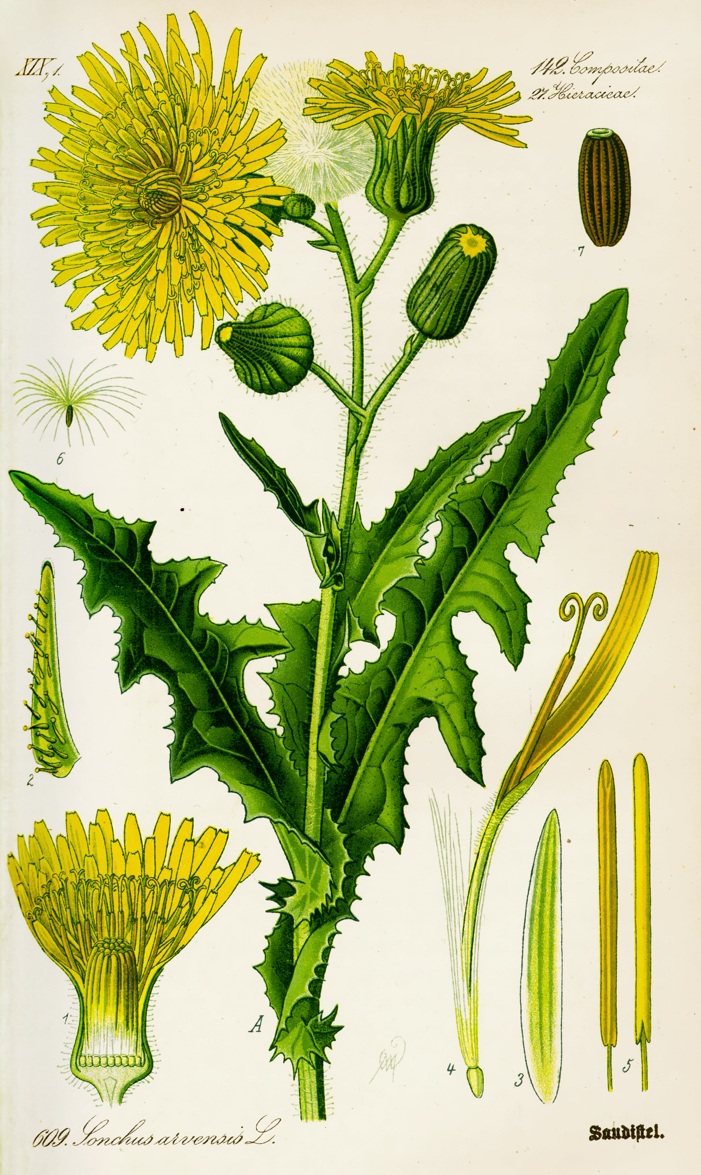 Illustration Sonchus arvensis0