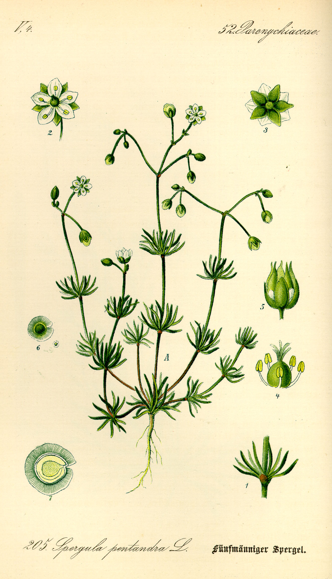 Illustration Spergula pentandra0