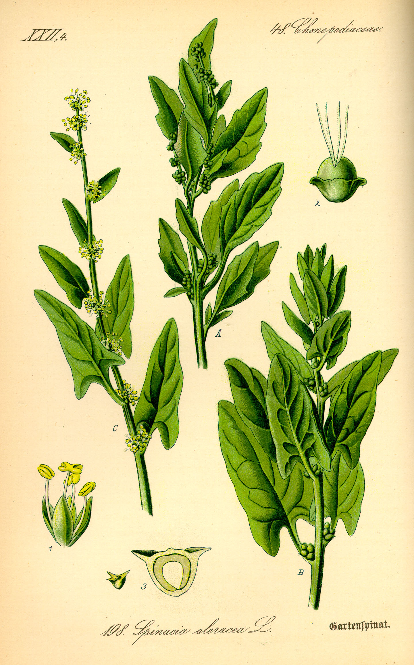 Illustration Spinacia oleracea0