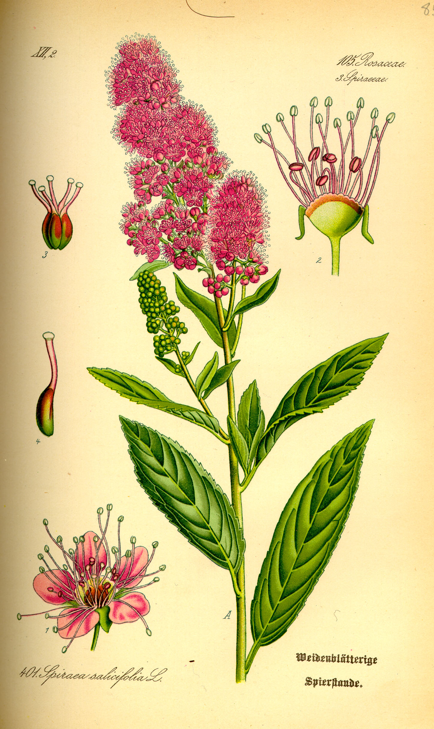 Illustration Spiraea salicifolia0