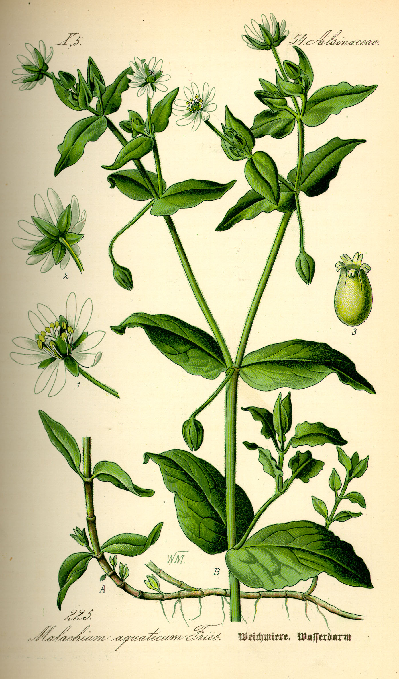Illustration Stellaria aquatica0